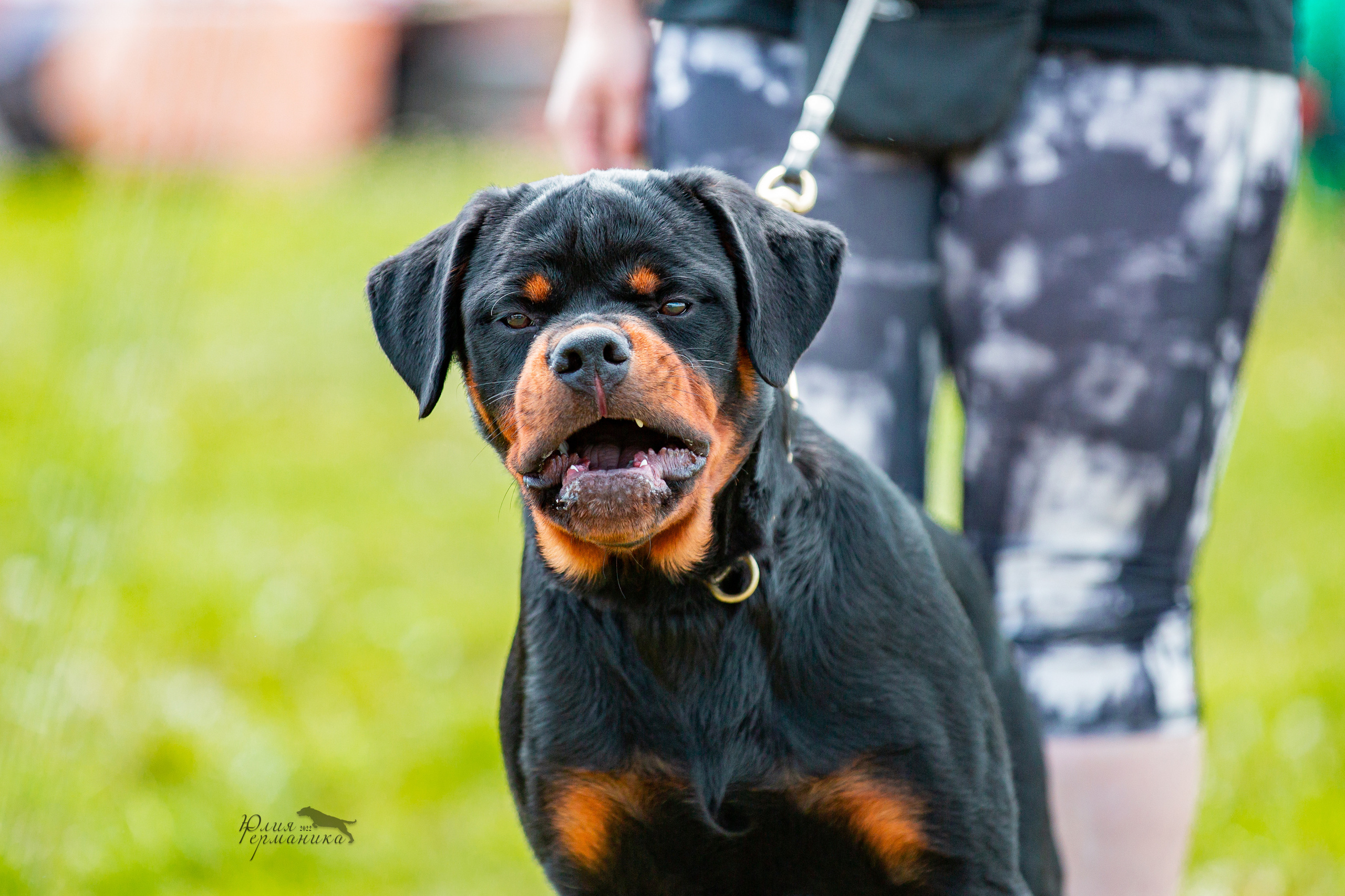 Нижний Новгород моно ротвейлеров 4 июня 2022. Фотограф-анималист Юлия Германика
