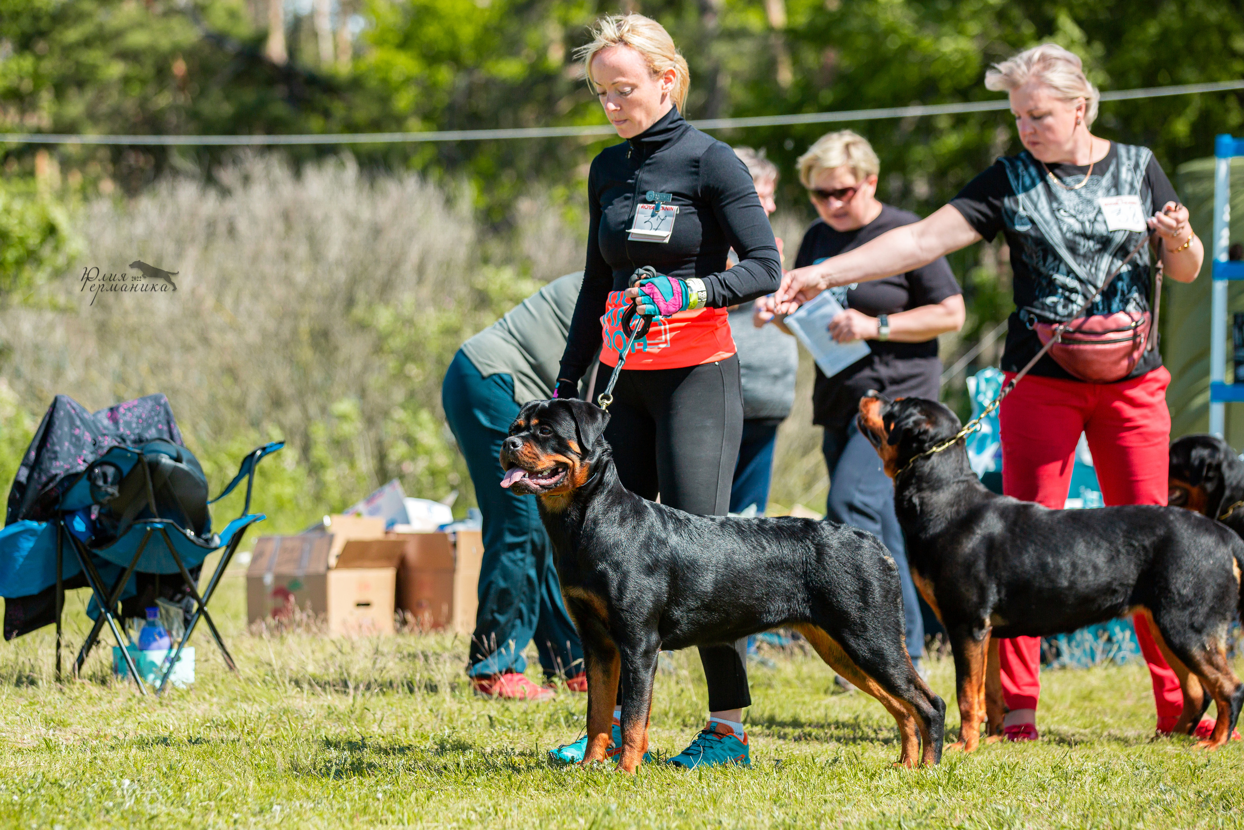 Воронеж моно ротвейлеров 28-29 мая 2022. Фотограф-анималист Юлия Германика