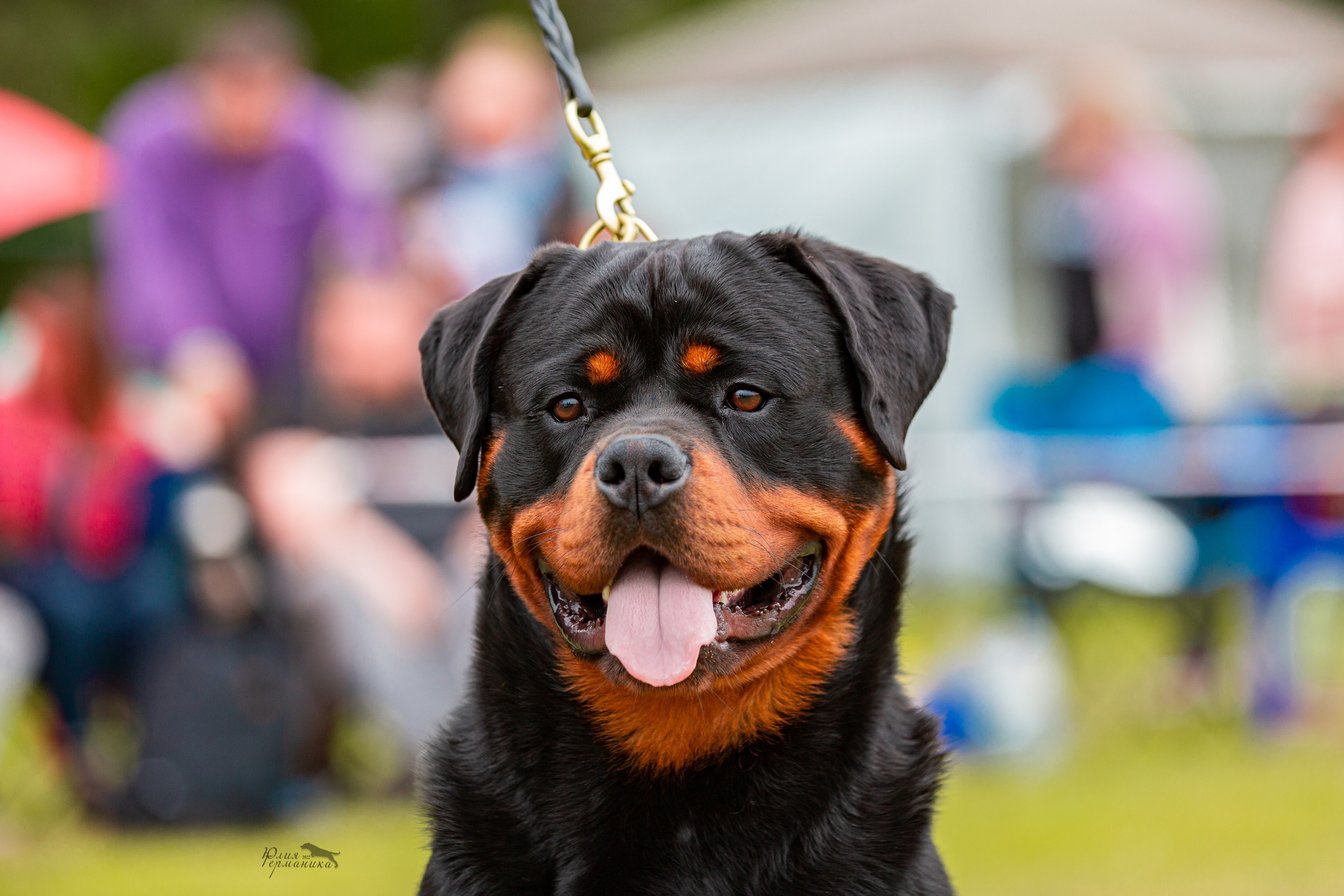 Воронеж моно ротвейлеров 28-29 мая 2022. Фотограф-анималист Юлия Германика