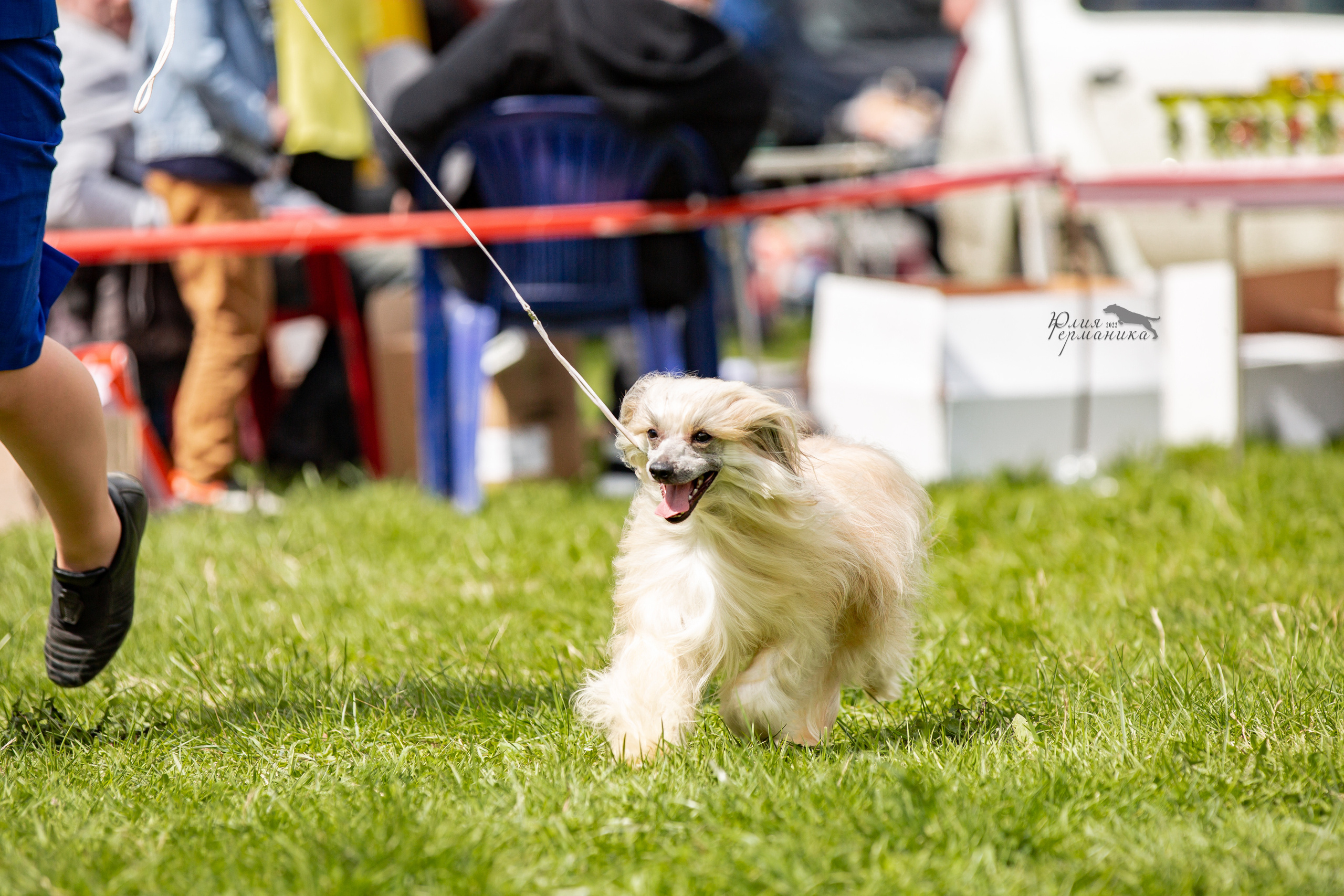 Пушкино 2хЧРКФ 14 мая 2022. Фотограф-анималист Юлия Германика