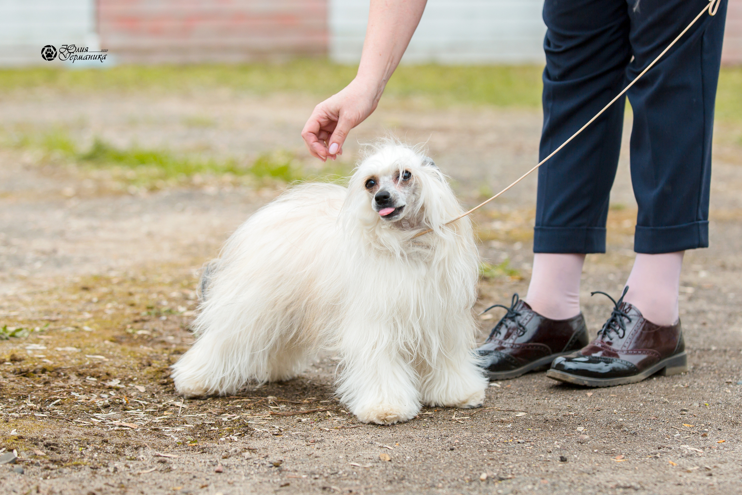 Александров 2хСАС 8 мая 2022. Фотограф-анималист Юлия Германика