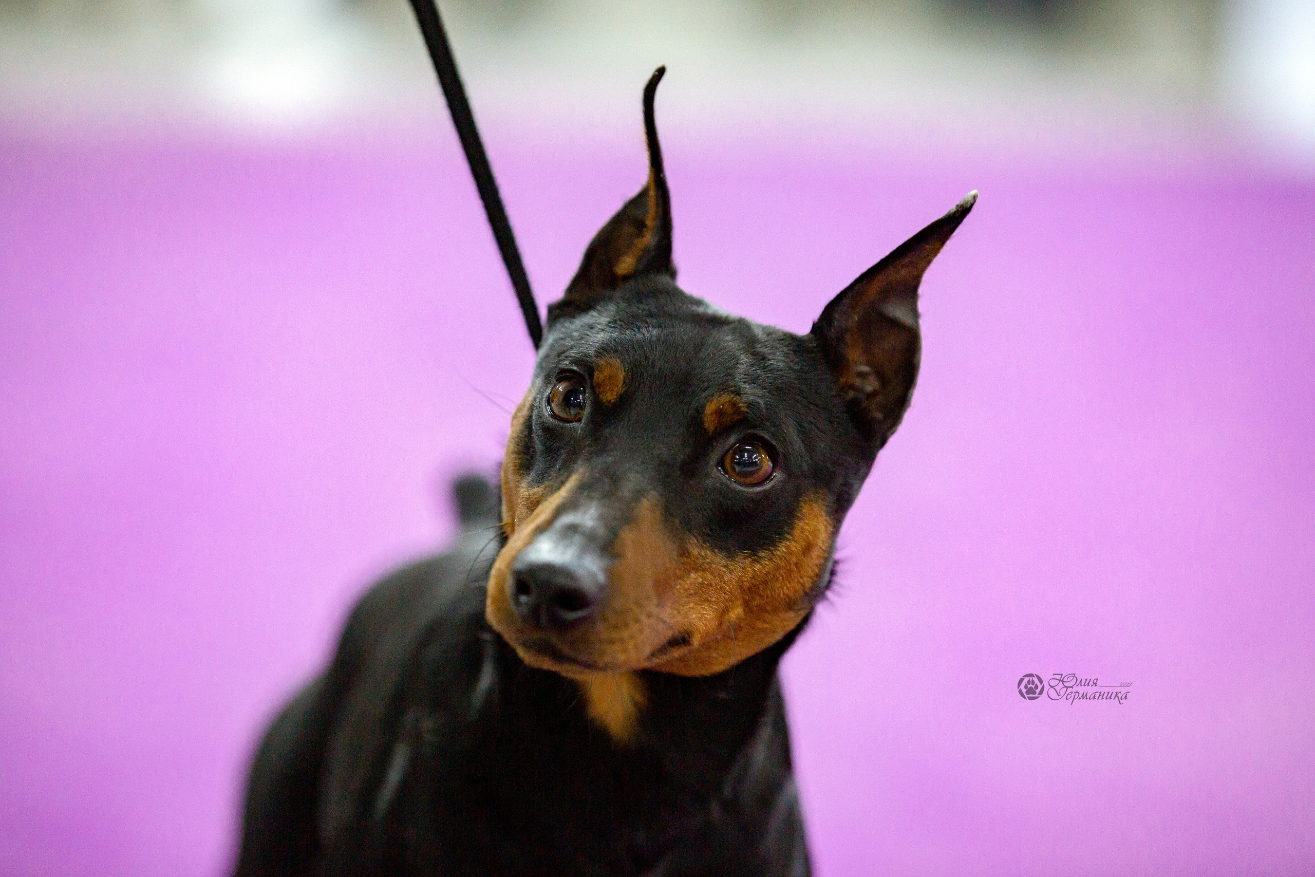 Чайна-Таун 16-17 апреля 2022. Фотограф-анималист Юлия Германика