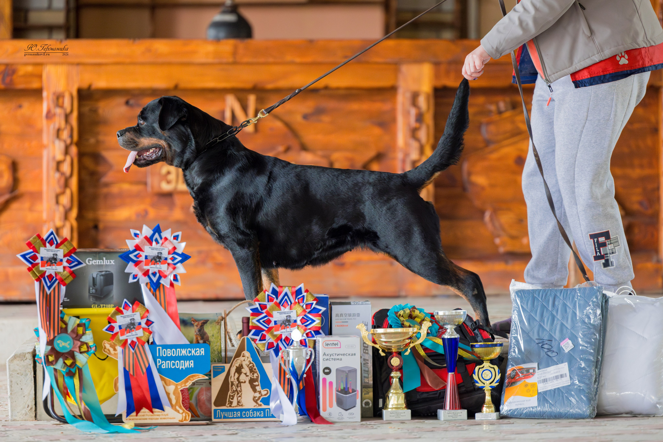 Саратов 2 х моно ротвейлеров 28-29.04.2024. Фотограф-анималист Юлия Германика