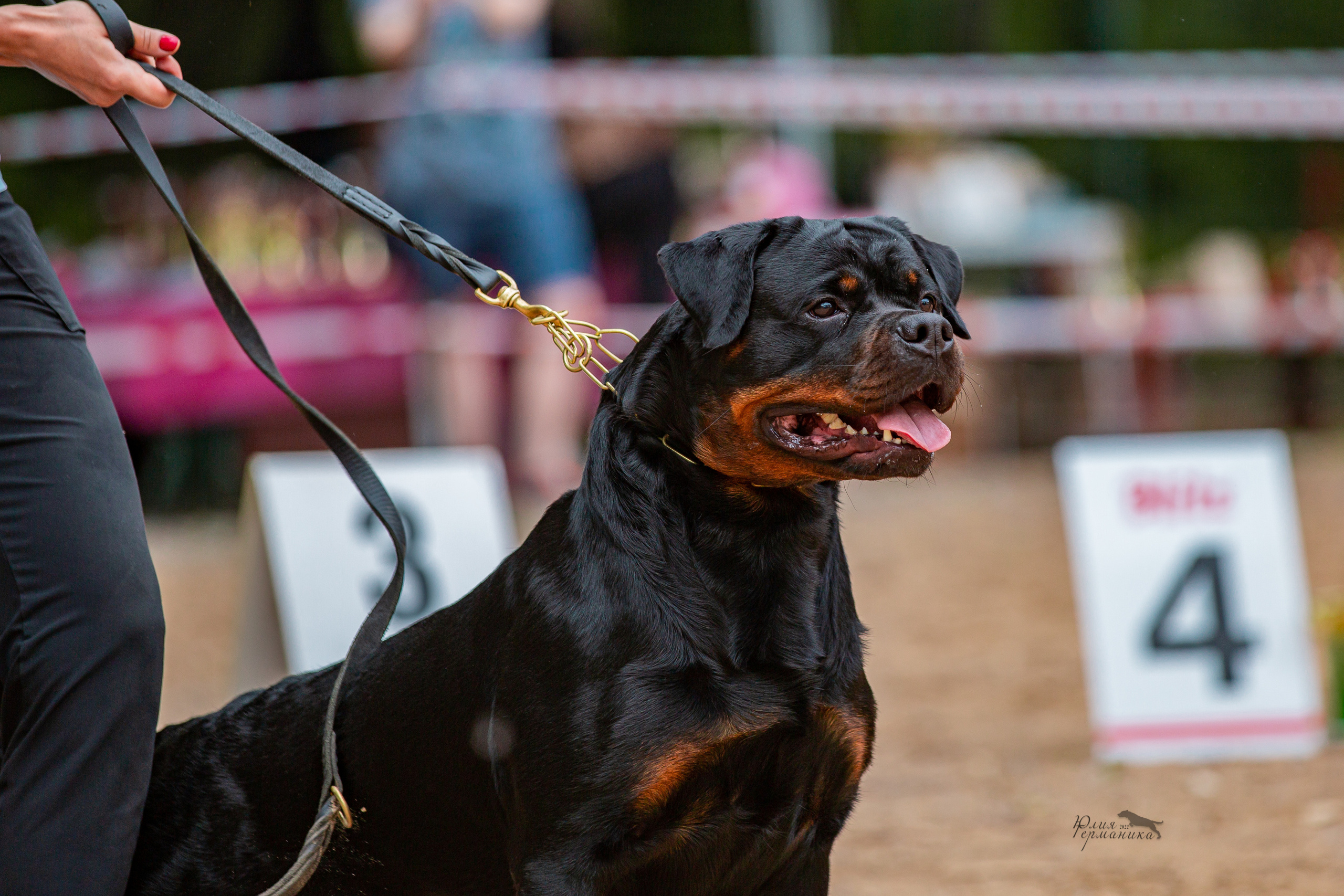 Смоленск 12.06,   Ховрино 13.06,    Питер 18.06 2022. Фотограф-анималист Юлия Германика