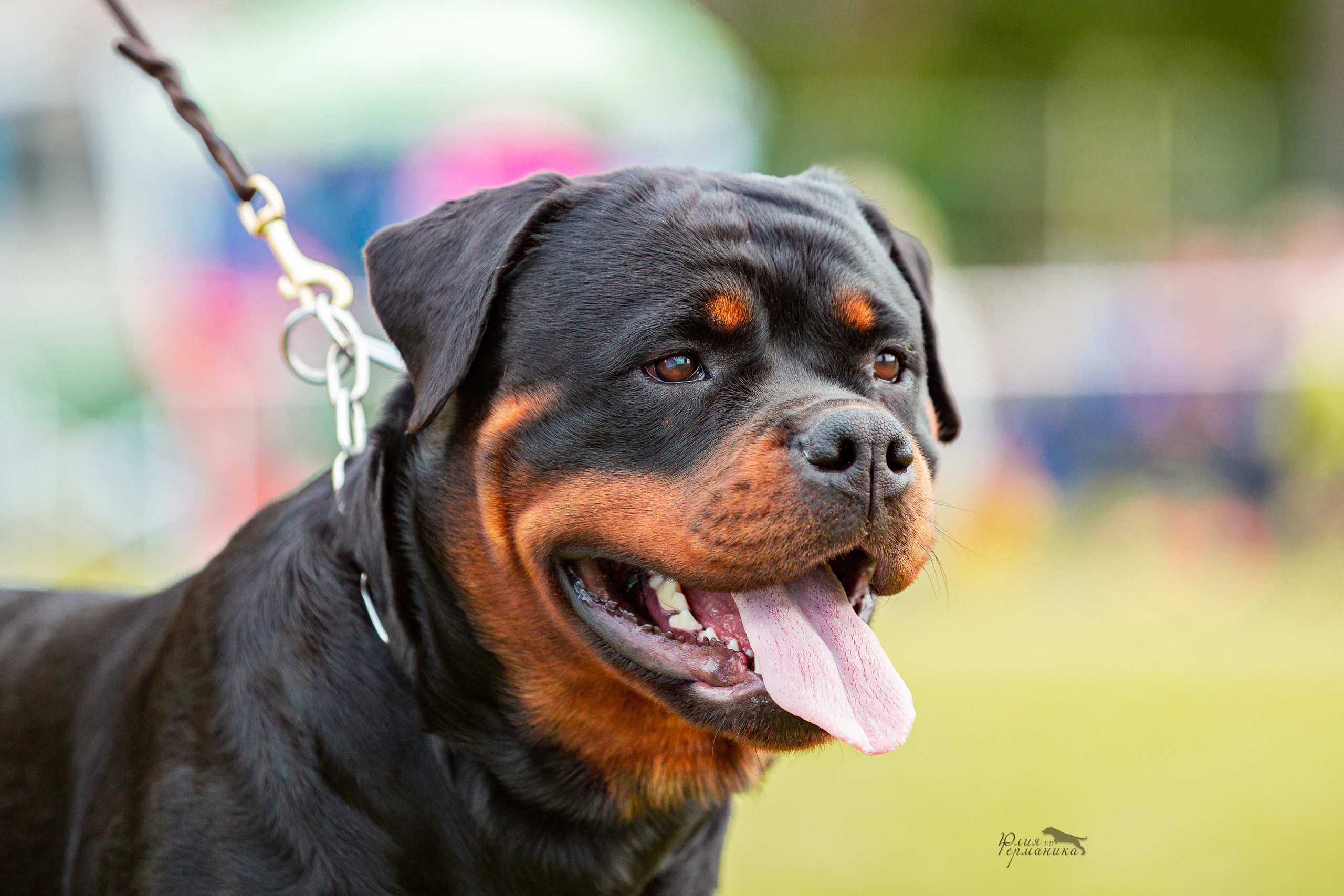 Воронеж моно ротвейлеров 28-29 мая 2022. Фотограф-анималист Юлия Германика