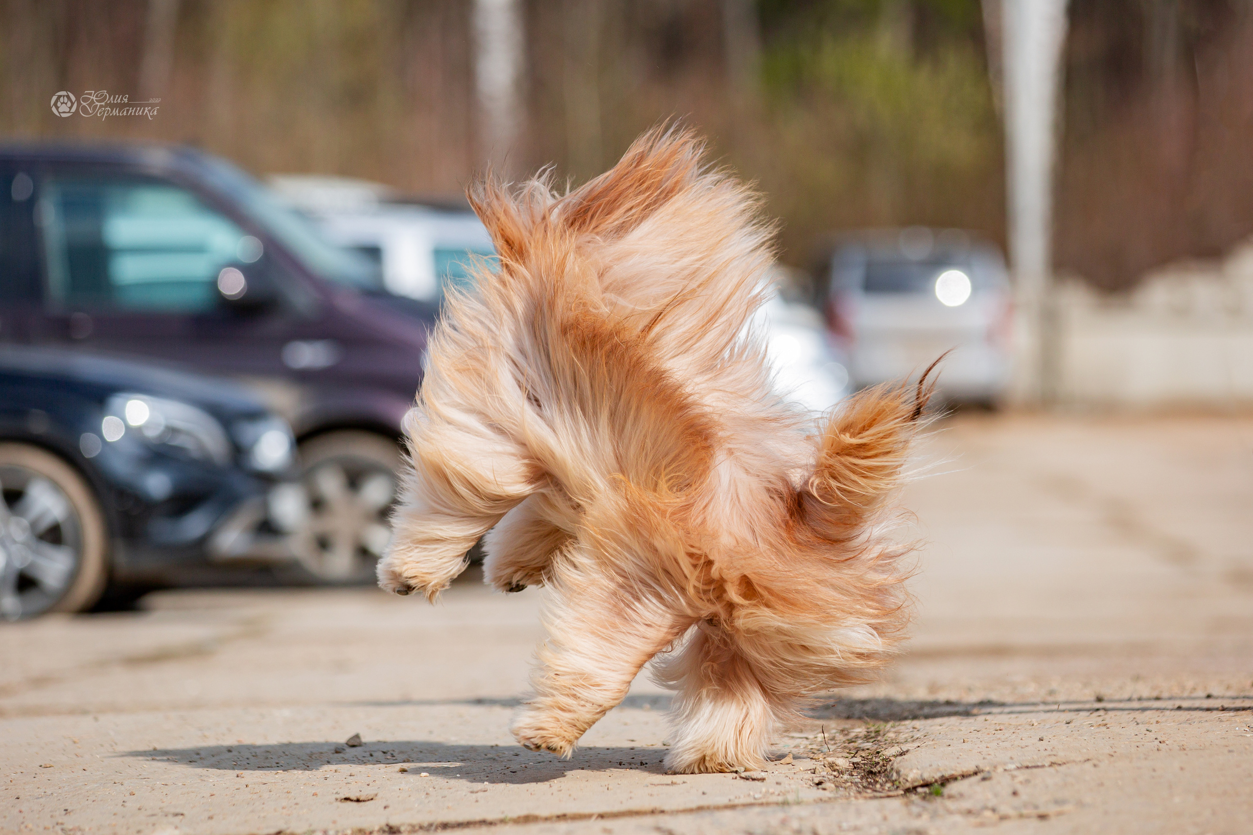 Сергиев Посад 23.04.2022. Фотограф-анималист Юлия Германика