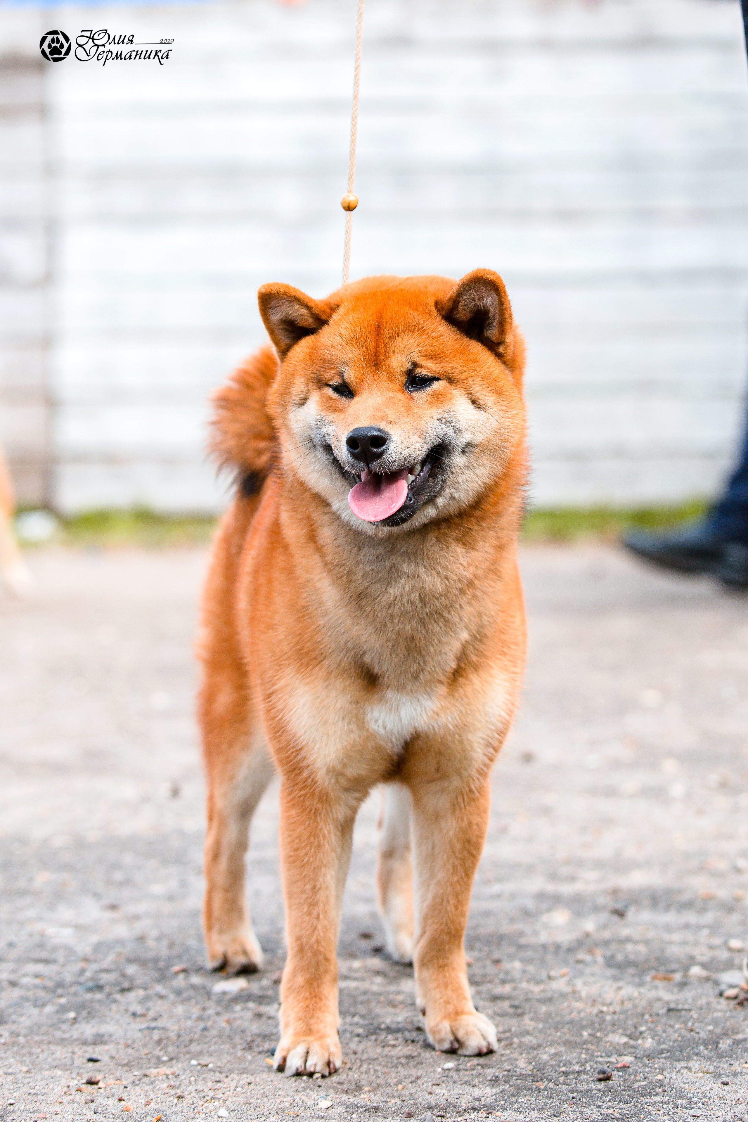 Александров 2хСАС 8 мая 2022. Фотограф-анималист Юлия Германика