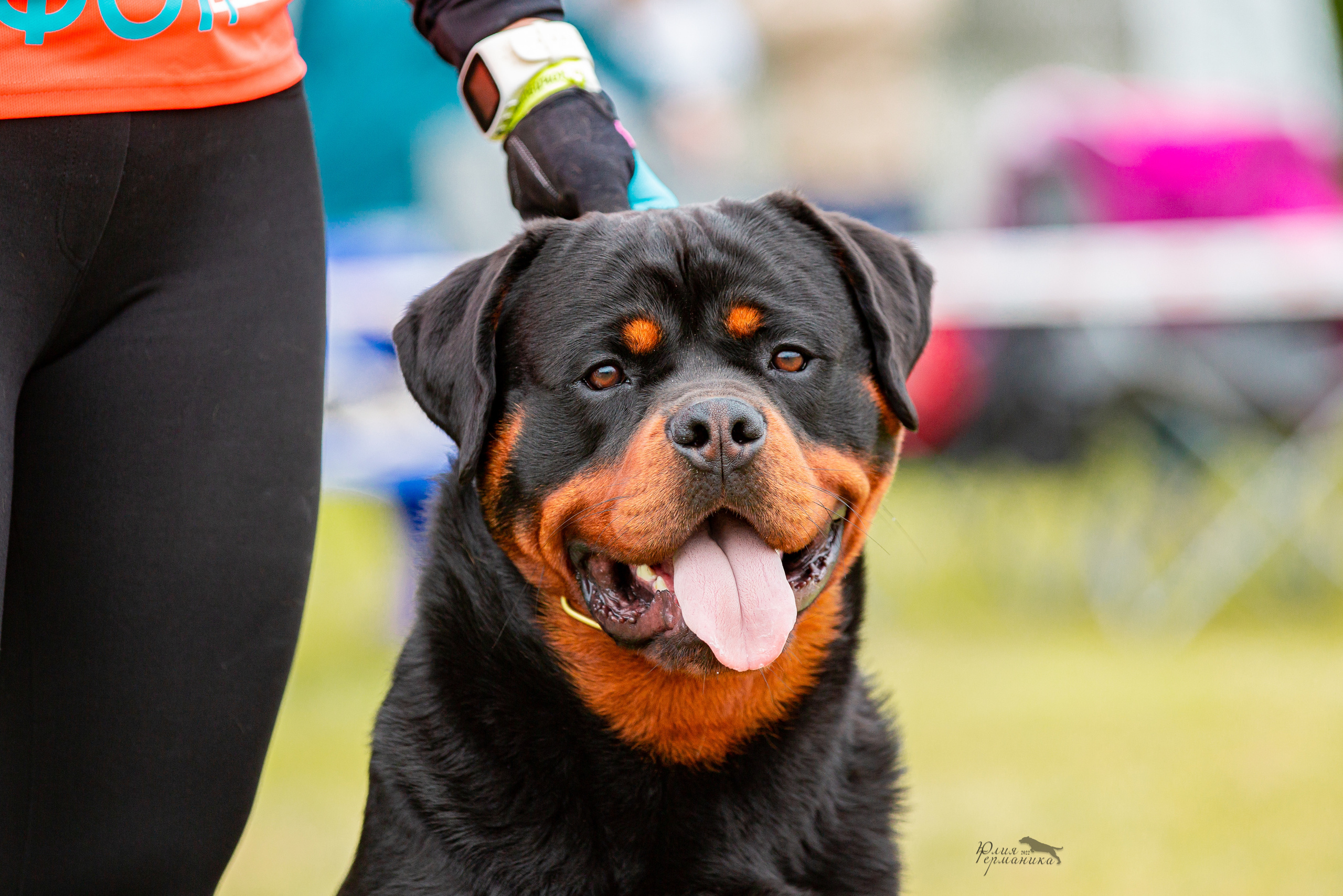 Воронеж моно ротвейлеров 28-29 мая 2022. Фотограф-анималист Юлия Германика