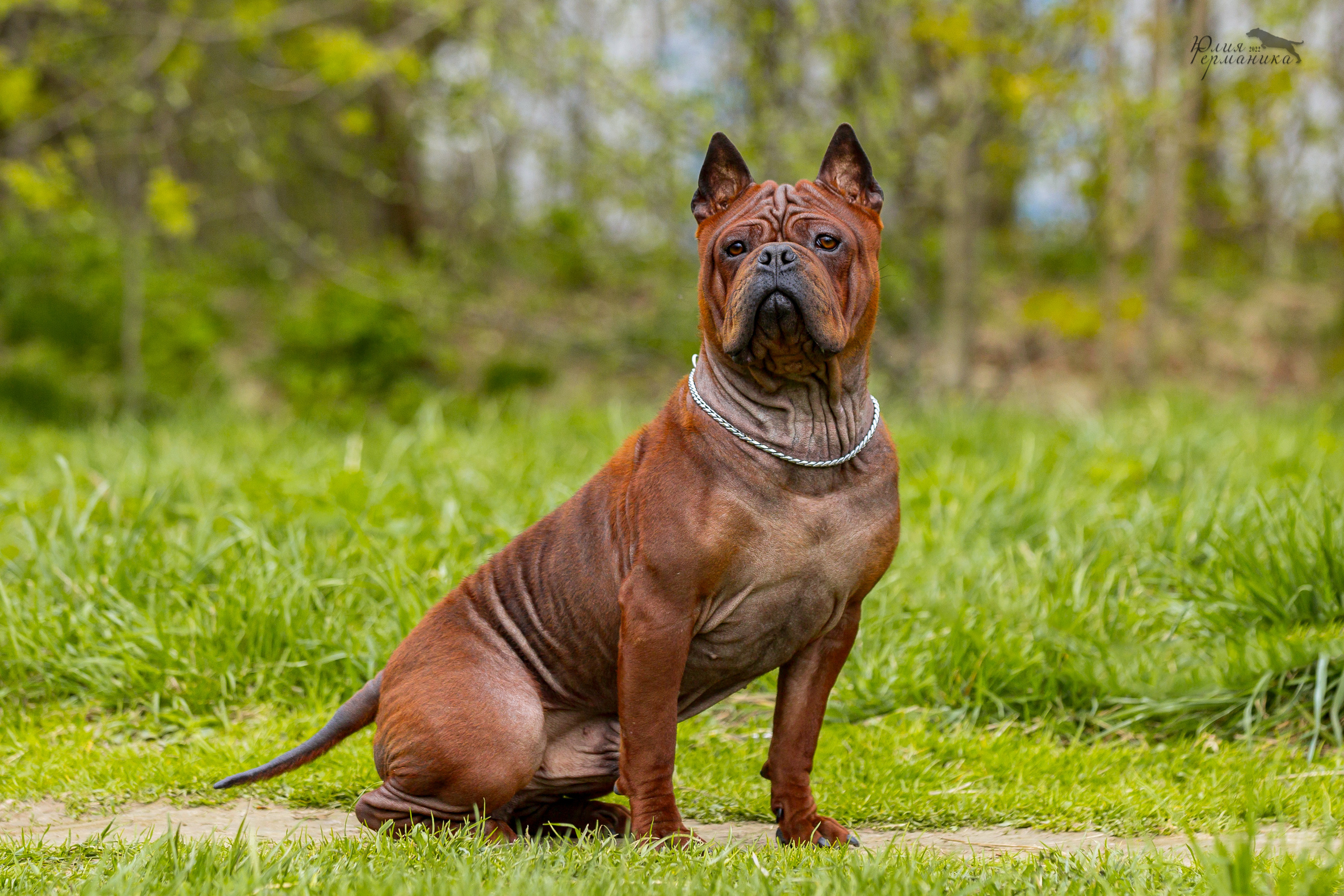 Пушкино 2хЧРКФ 14 мая 2022. Фотограф-анималист Юлия Германика