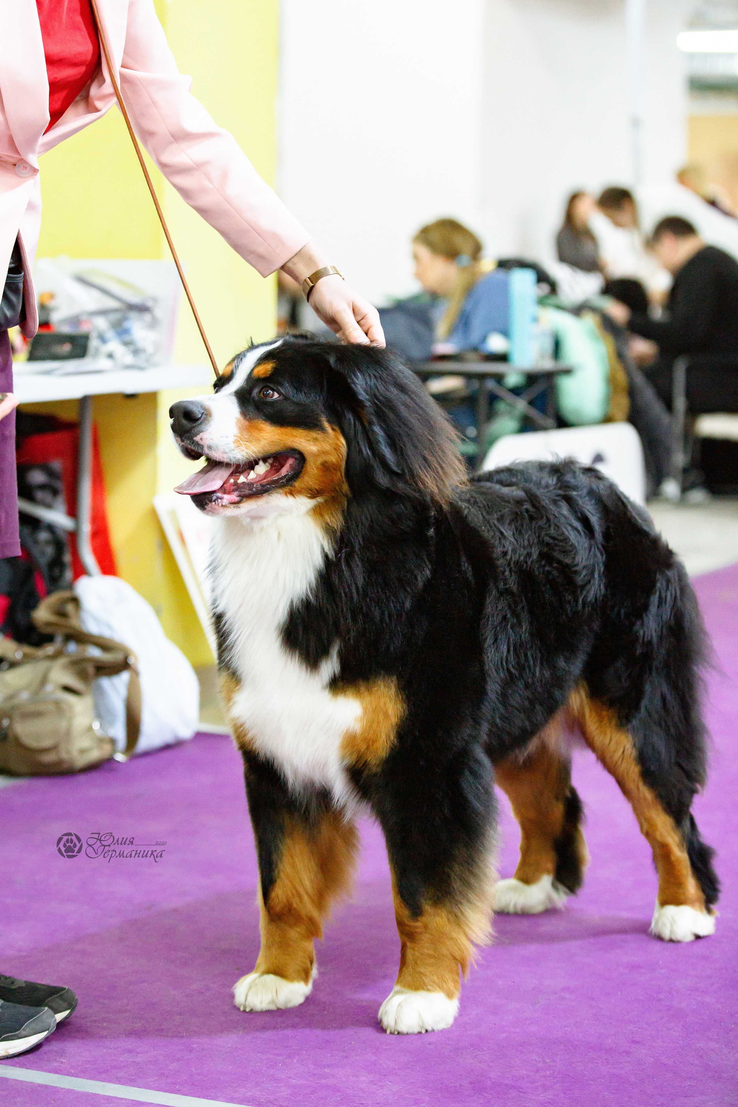 Чайна-Таун 16-17 апреля 2022. Фотограф-анималист Юлия Германика