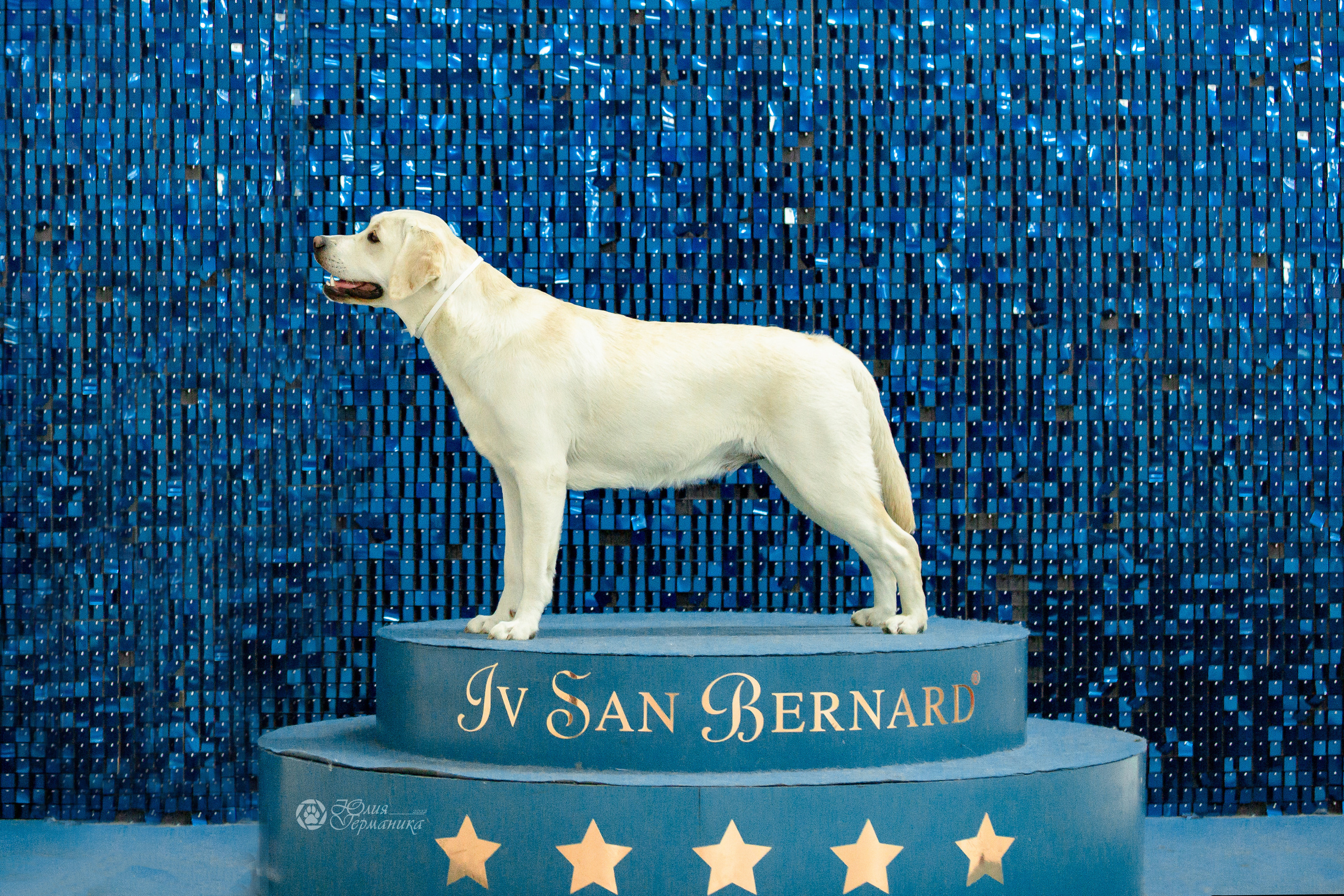 Чайна-Таун 16-17 апреля 2022. Фотограф-анималист Юлия Германика