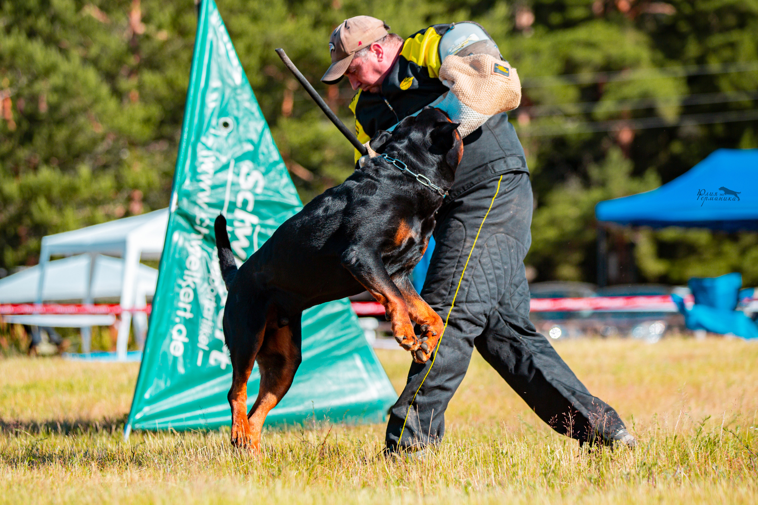 Тверь моно ротвейлеров 2-3.07.2022. Фотограф-анималист Юлия Германика