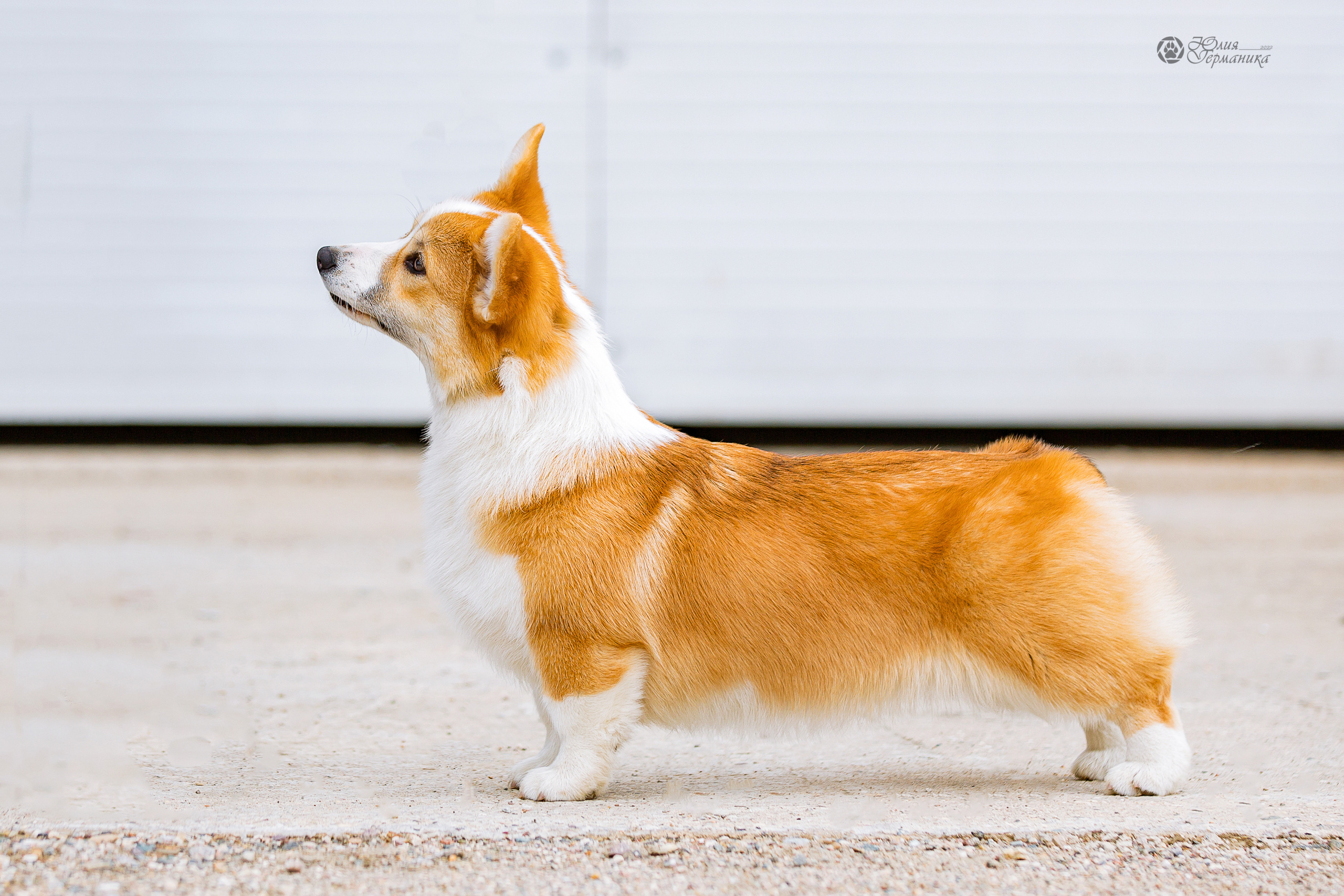 Сергиев Посад 23.04.2022. Фотограф-анималист Юлия Германика