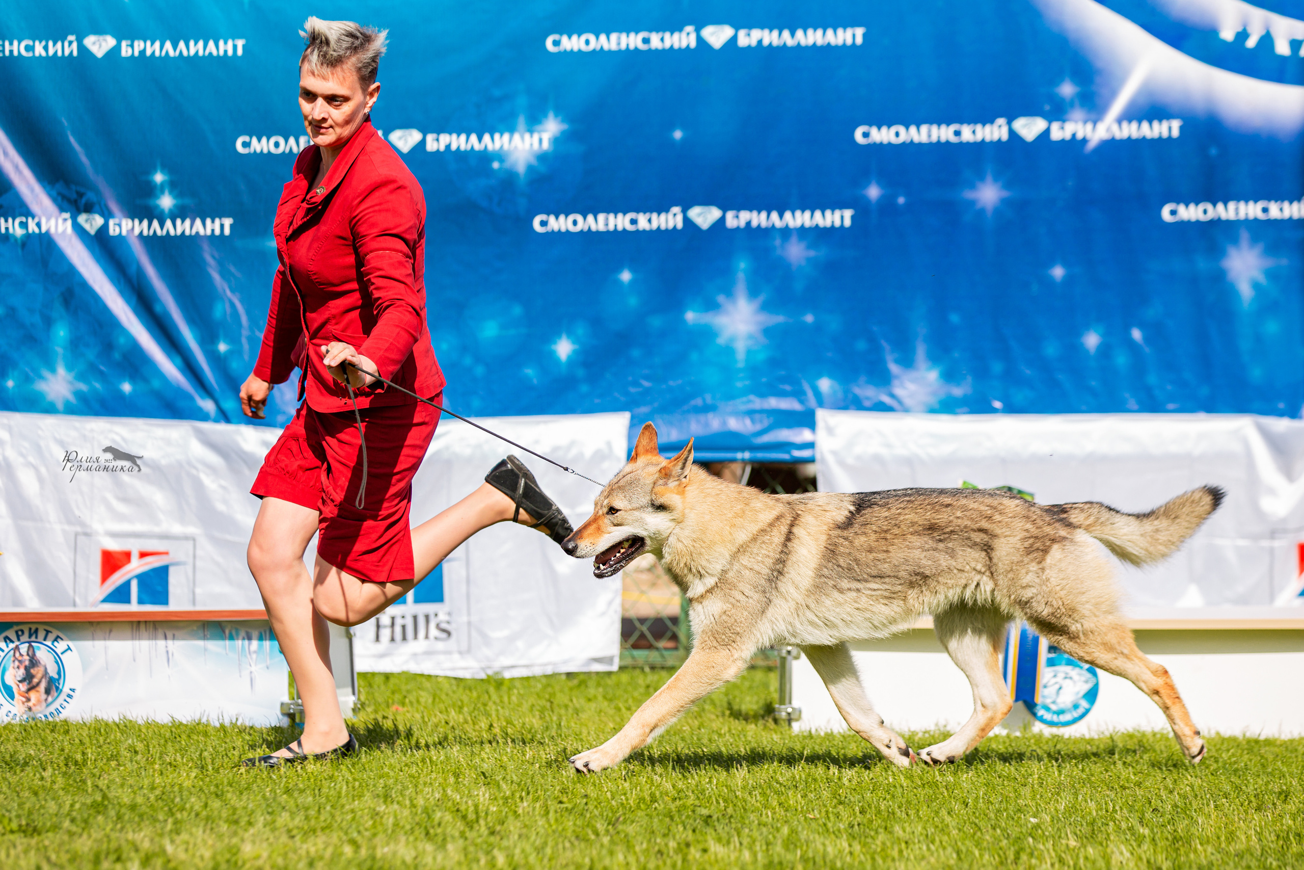 Смоленск 12.06,   Ховрино 13.06,    Питер 18.06 2022. Фотограф-анималист Юлия Германика