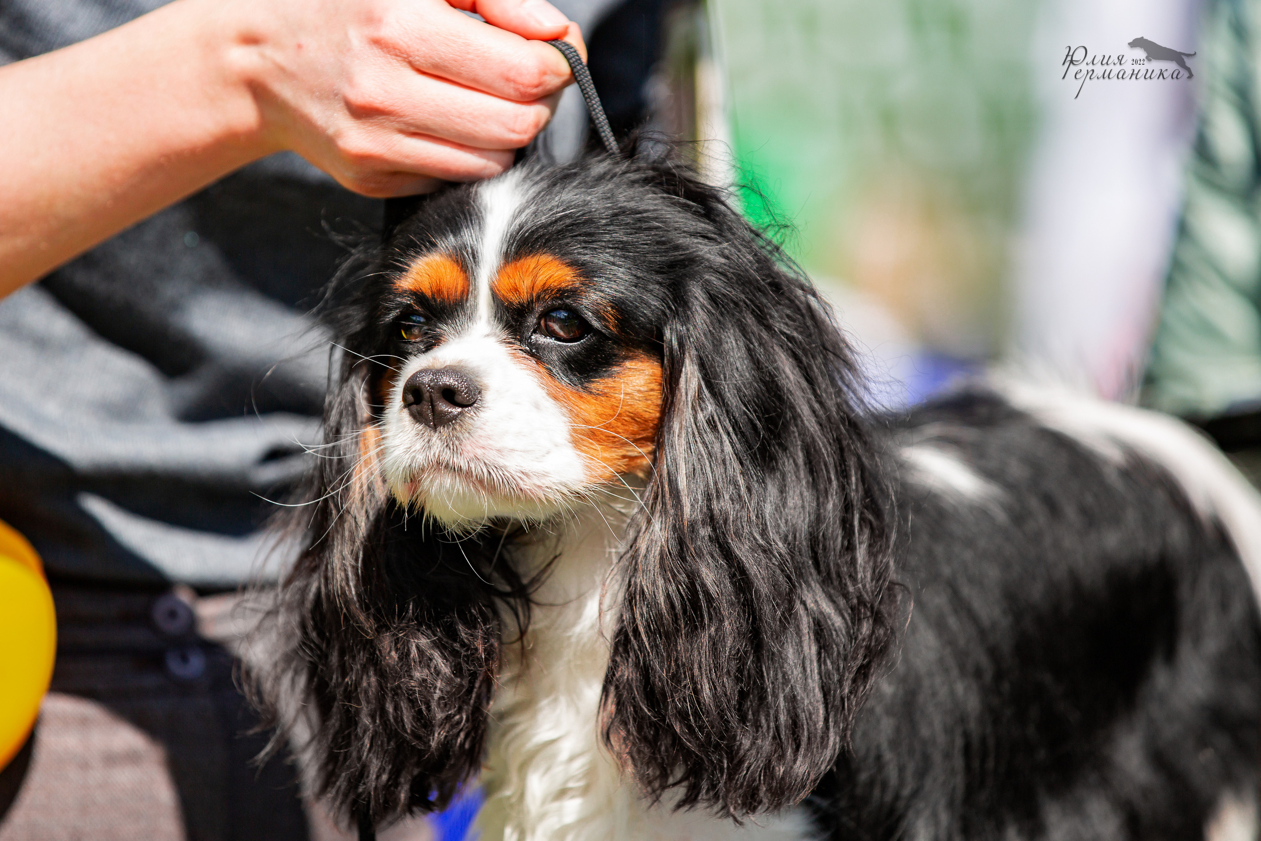 Пушкино 2хЧРКФ 14 мая 2022. Фотограф-анималист Юлия Германика