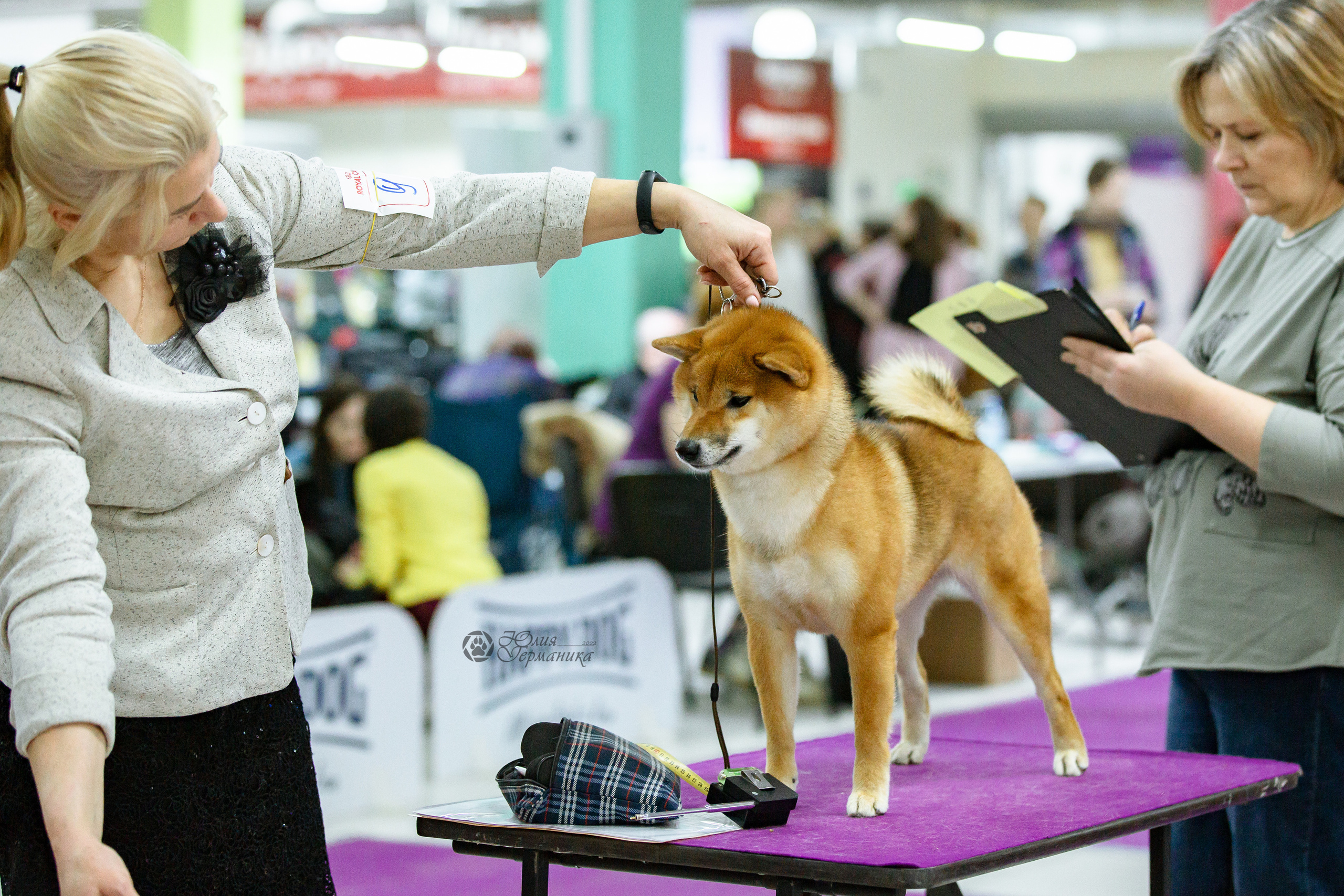 Чайна-Таун 16-17 апреля 2022. Фотограф-анималист Юлия Германика
