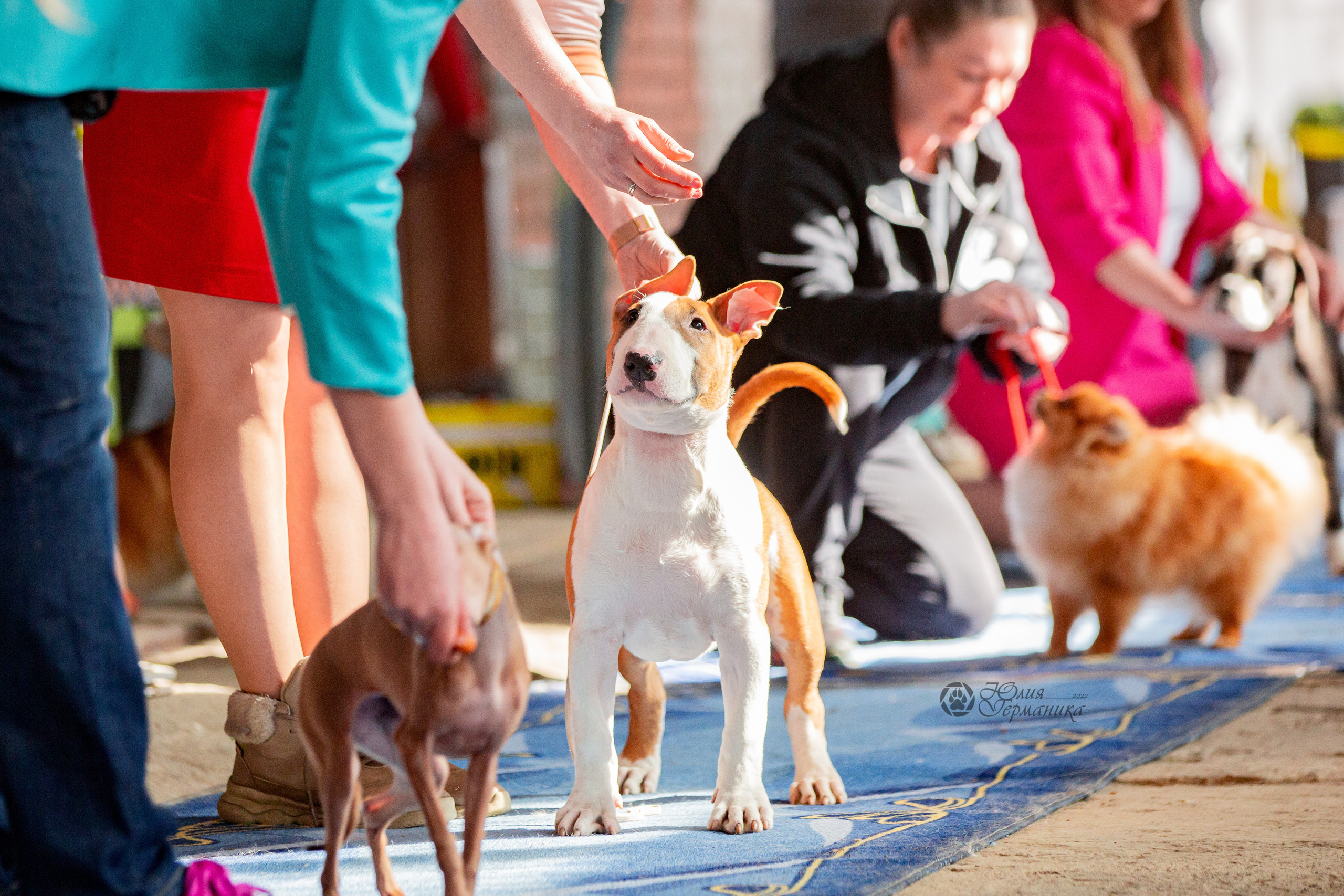 Сергиев Посад 23.04.2022. Фотограф-анималист Юлия Германика