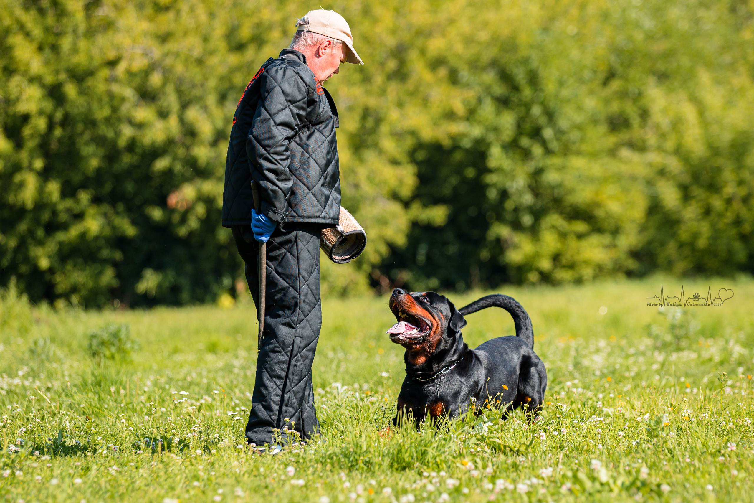Санкт-Петербург моно ротвейлеров 23.07.2022. Фотограф-анималист Юлия Германика