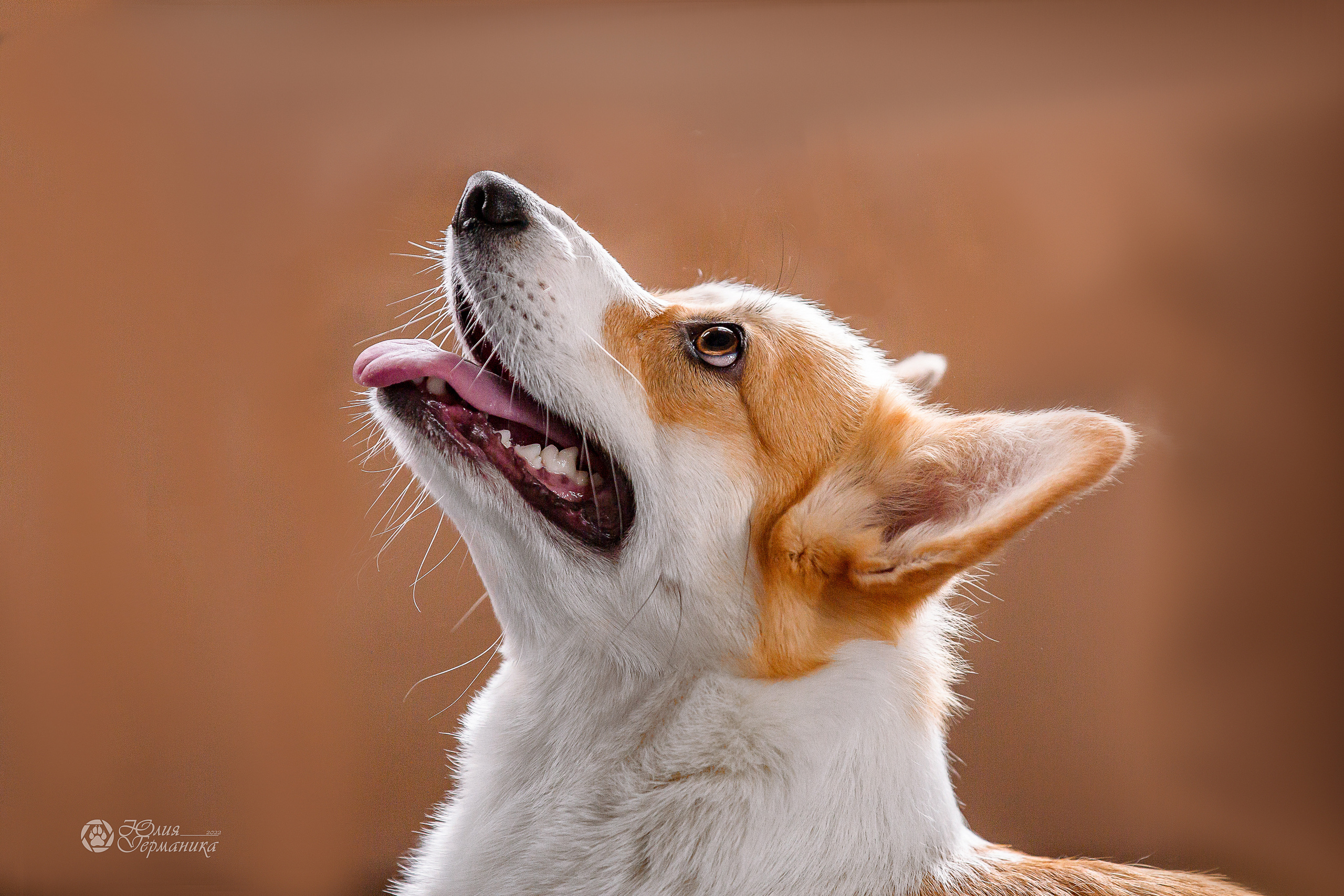 Сергиев Посад 23.04.2022. Фотограф-анималист Юлия Германика