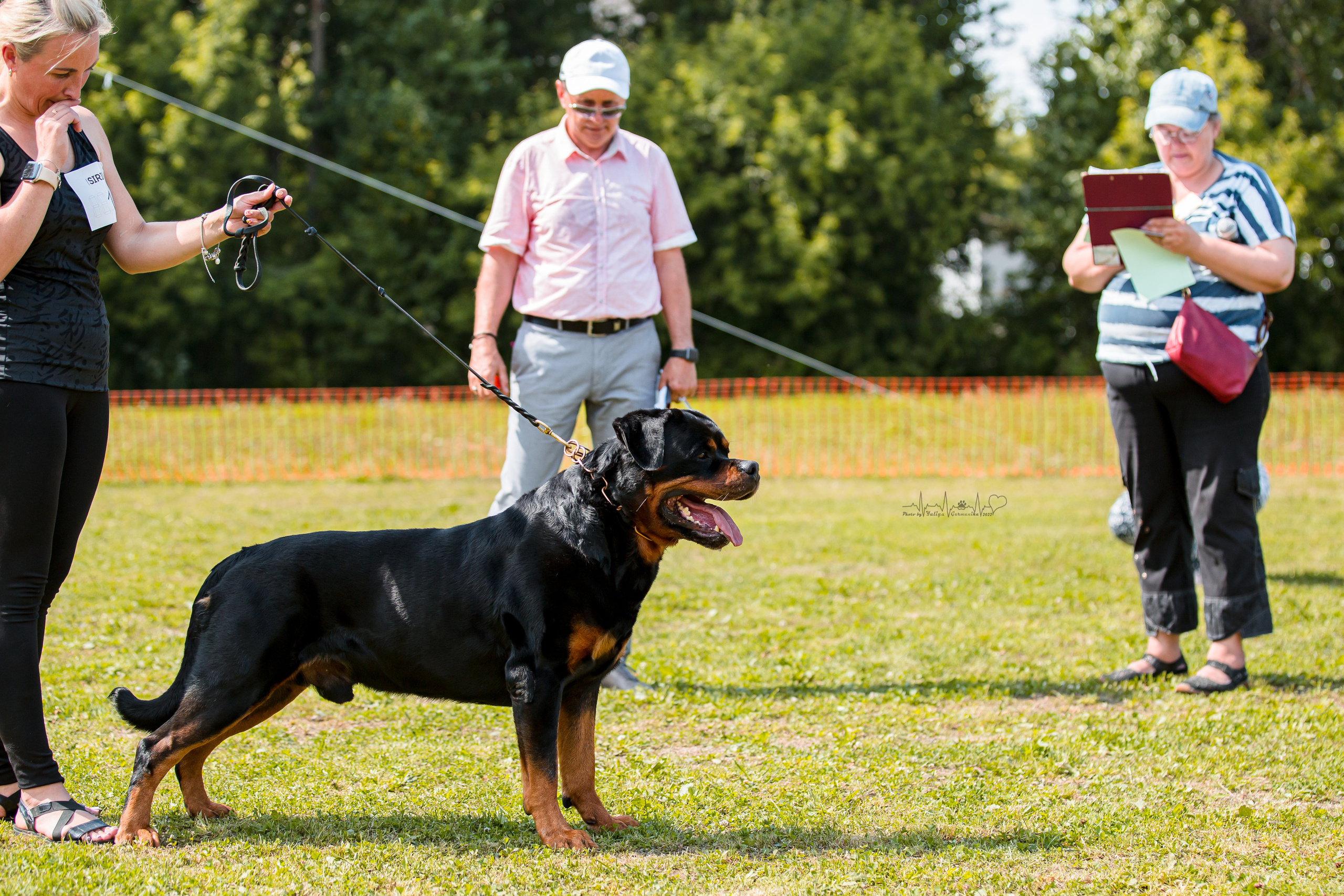 Санкт-Петербург моно ротвейлеров 23.07.2022. Фотограф-анималист Юлия Германика