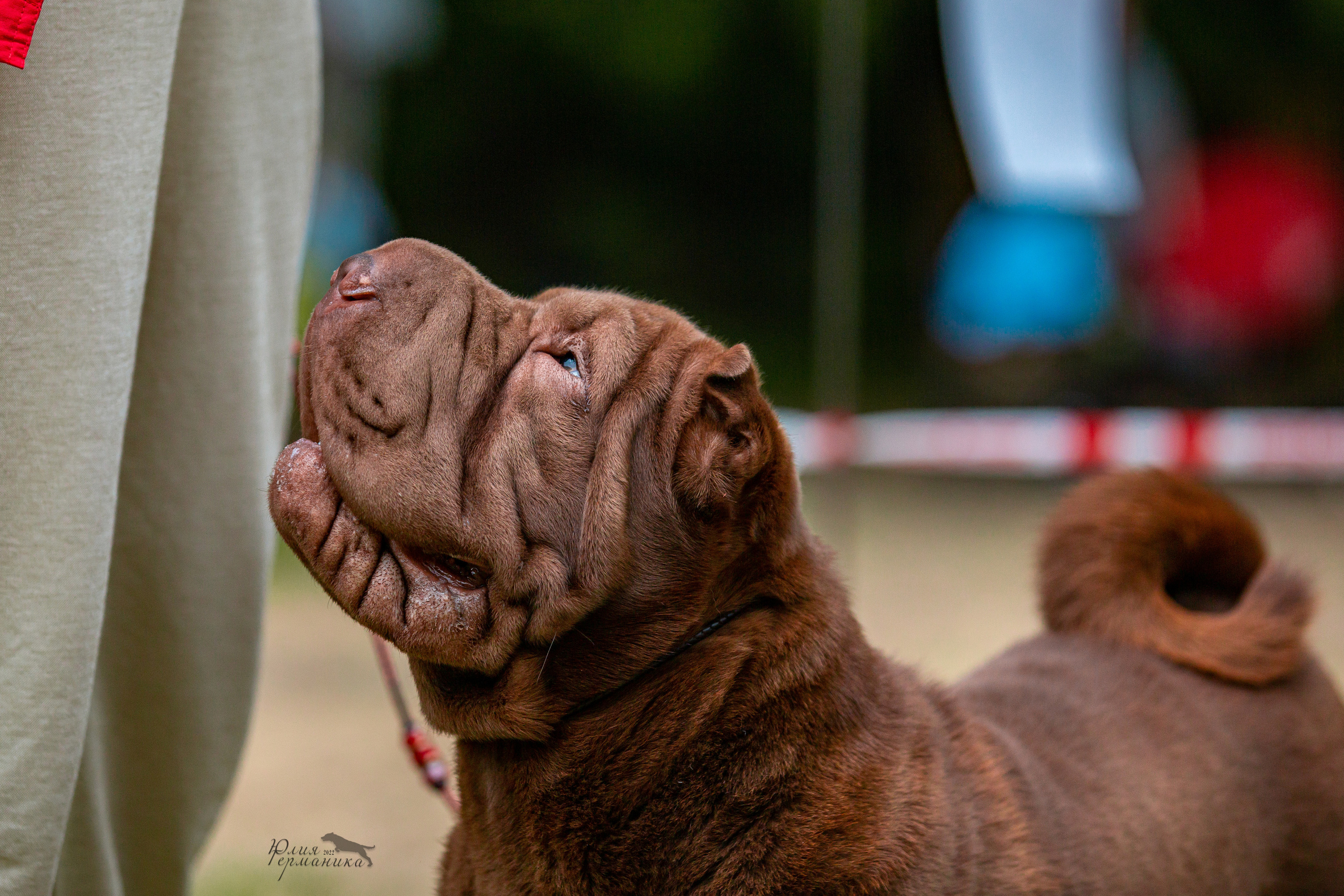 Смоленск 12.06,   Ховрино 13.06,    Питер 18.06 2022. Фотограф-анималист Юлия Германика