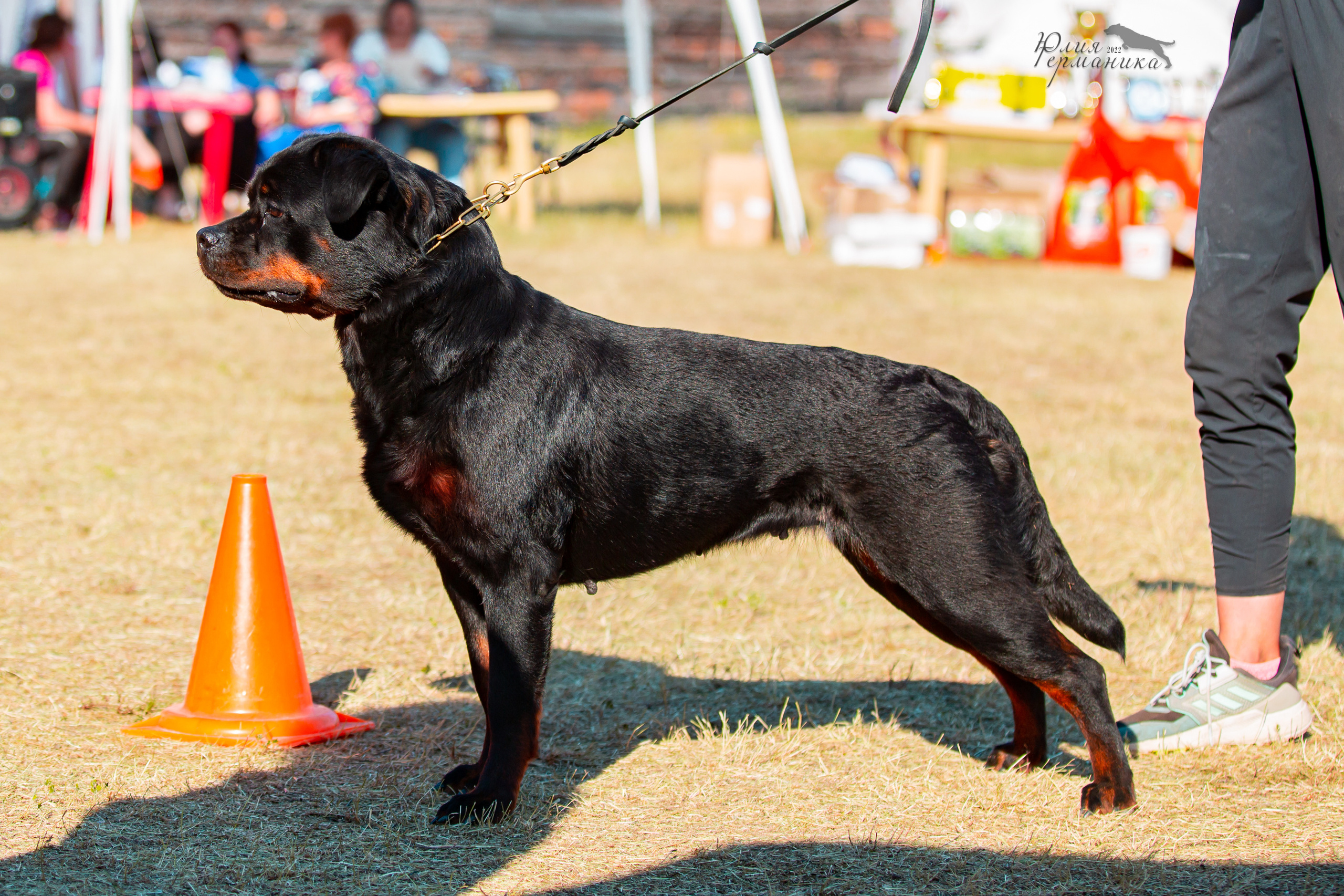 Тверь моно ротвейлеров 2-3.07.2022. Фотограф-анималист Юлия Германика