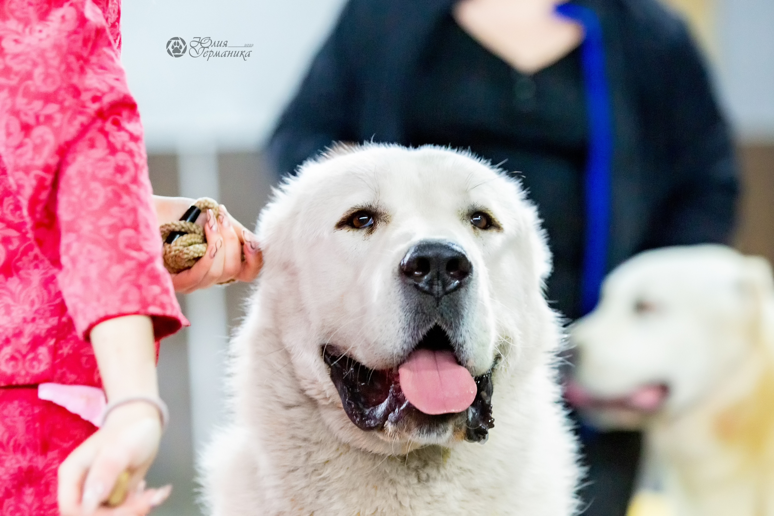 Националка САО+КЧК 24 апреля 2022. Фотограф-анималист Юлия Германика
