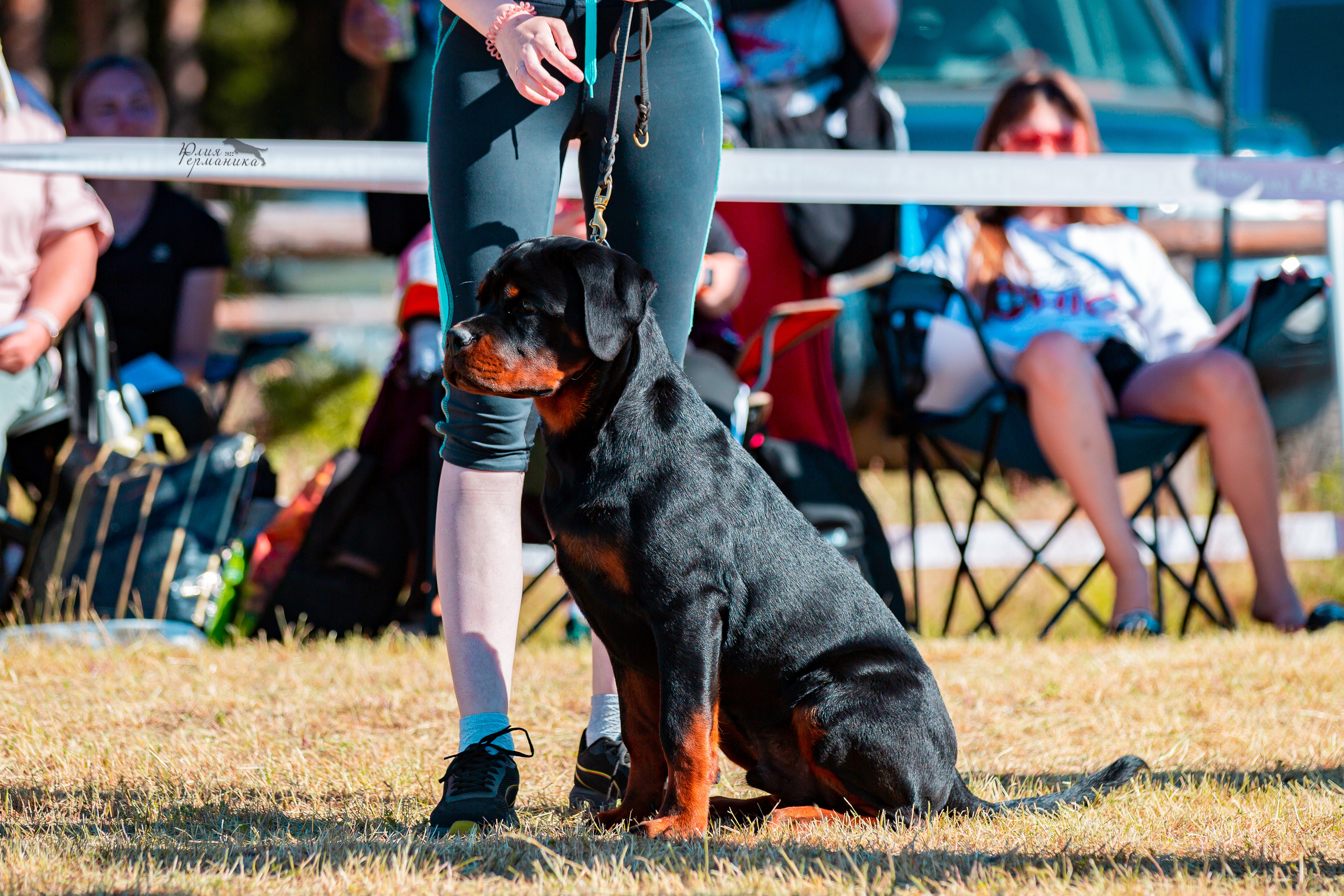 Тверь моно ротвейлеров 2-3.07.2022. Фотограф-анималист Юлия Германика