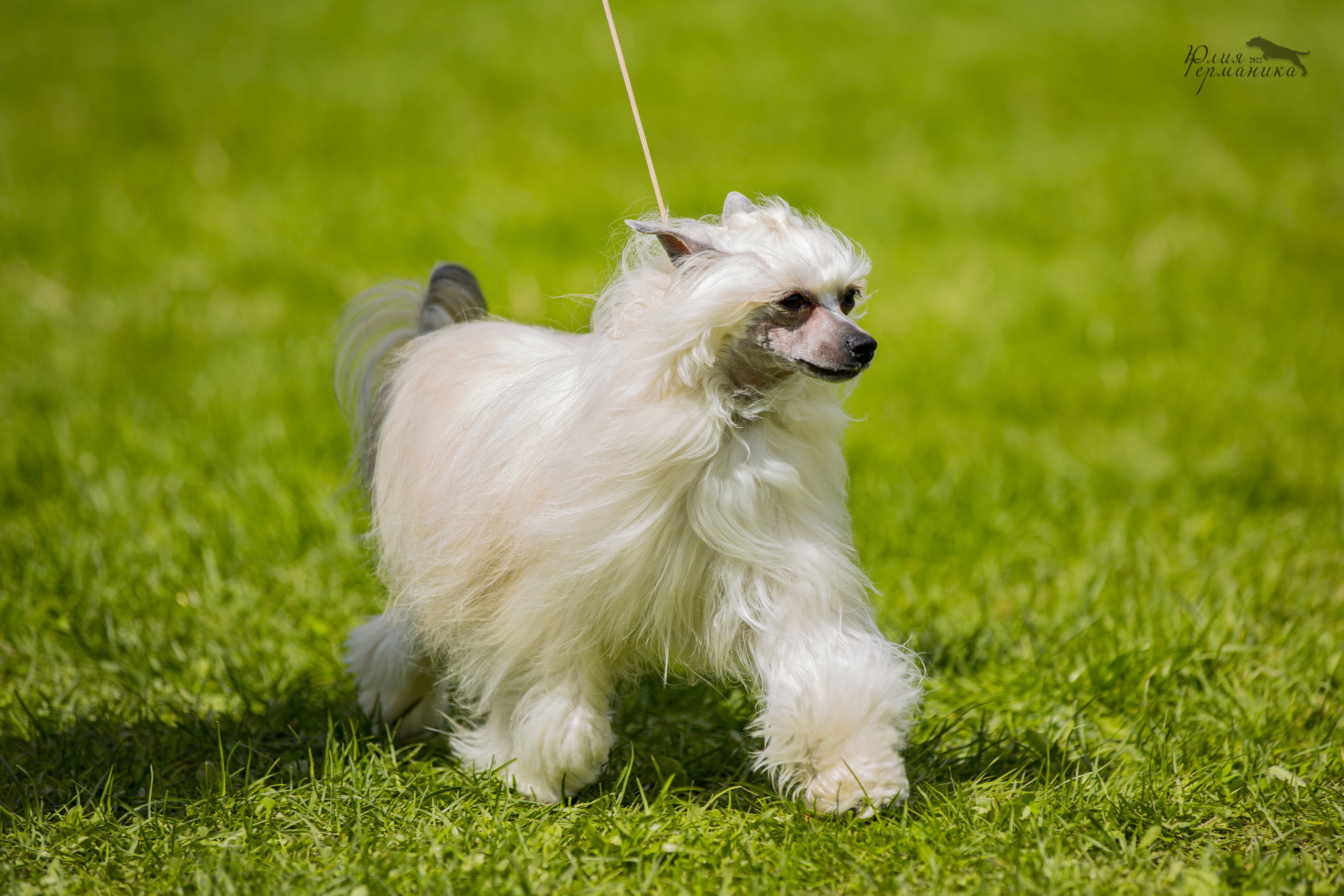 Пушкино 2хЧРКФ 14 мая 2022. Фотограф-анималист Юлия Германика