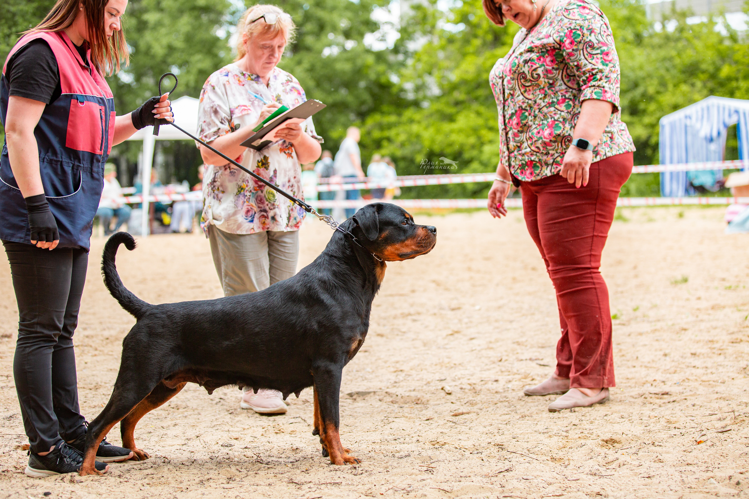 Смоленск 12.06,   Ховрино 13.06,    Питер 18.06 2022. Фотограф-анималист Юлия Германика
