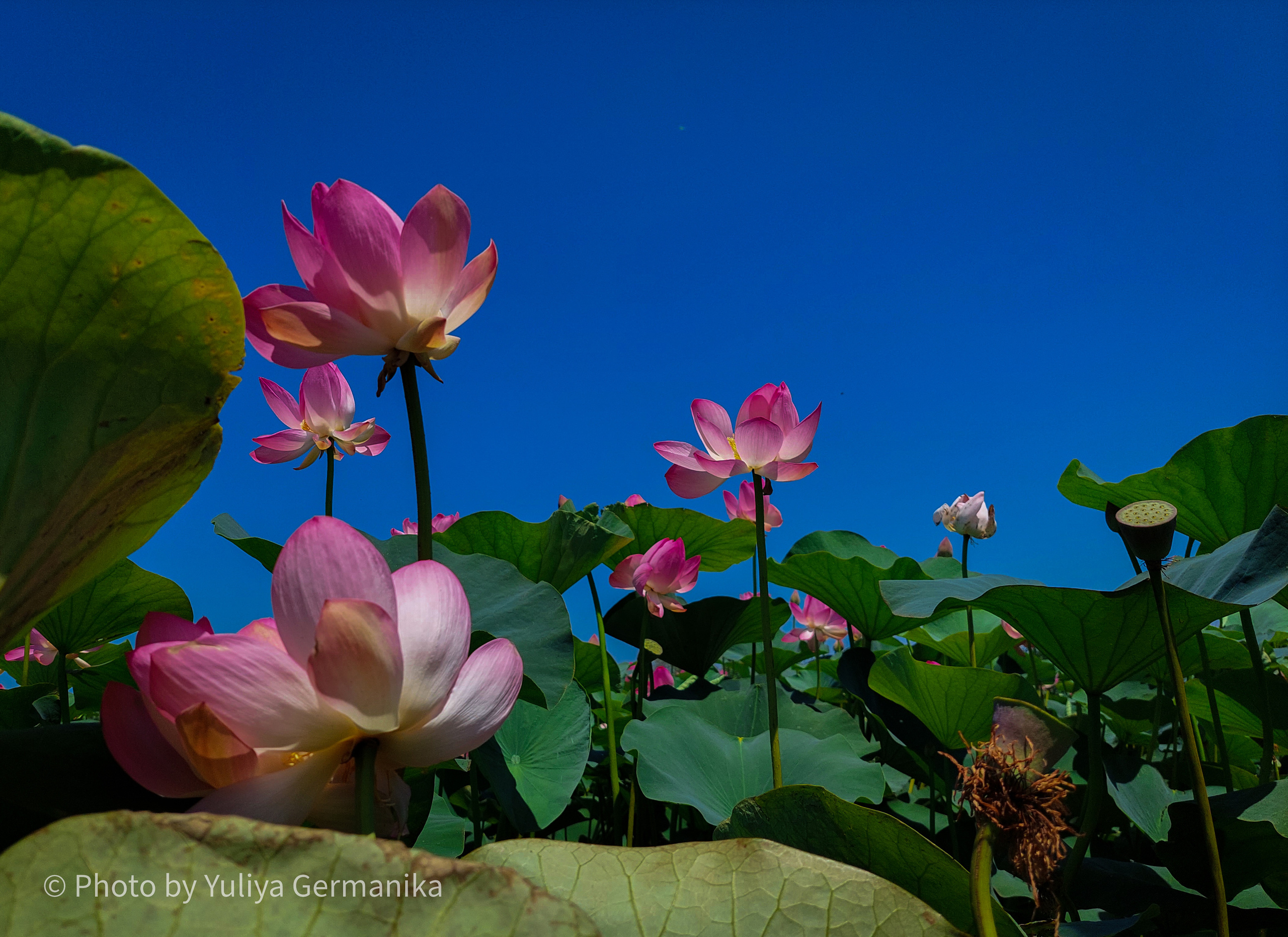 Разные фото на телефон.Города,природа. Фотограф-анималист Юлия Германика