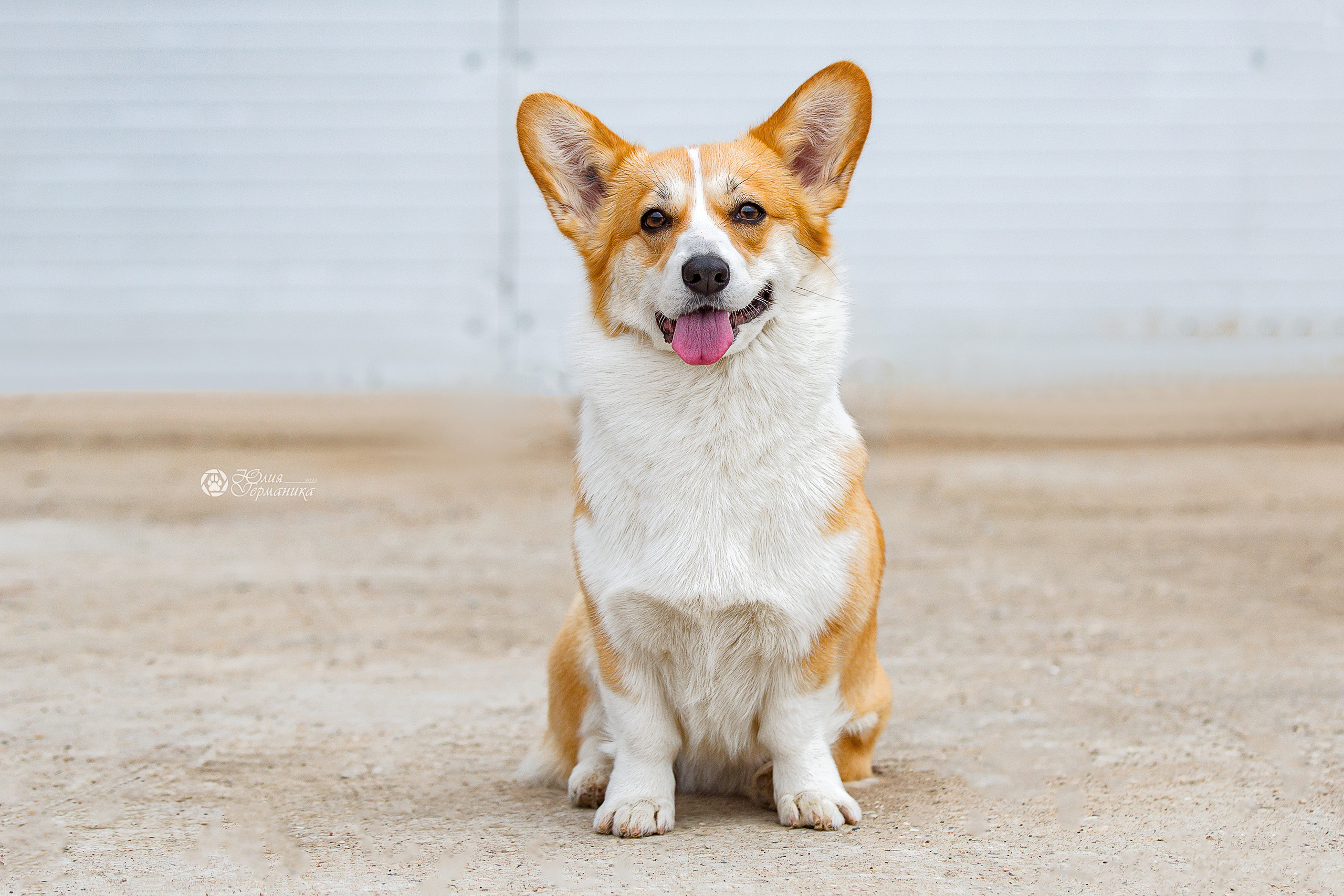 Сергиев Посад 23.04.2022. Фотограф-анималист Юлия Германика
