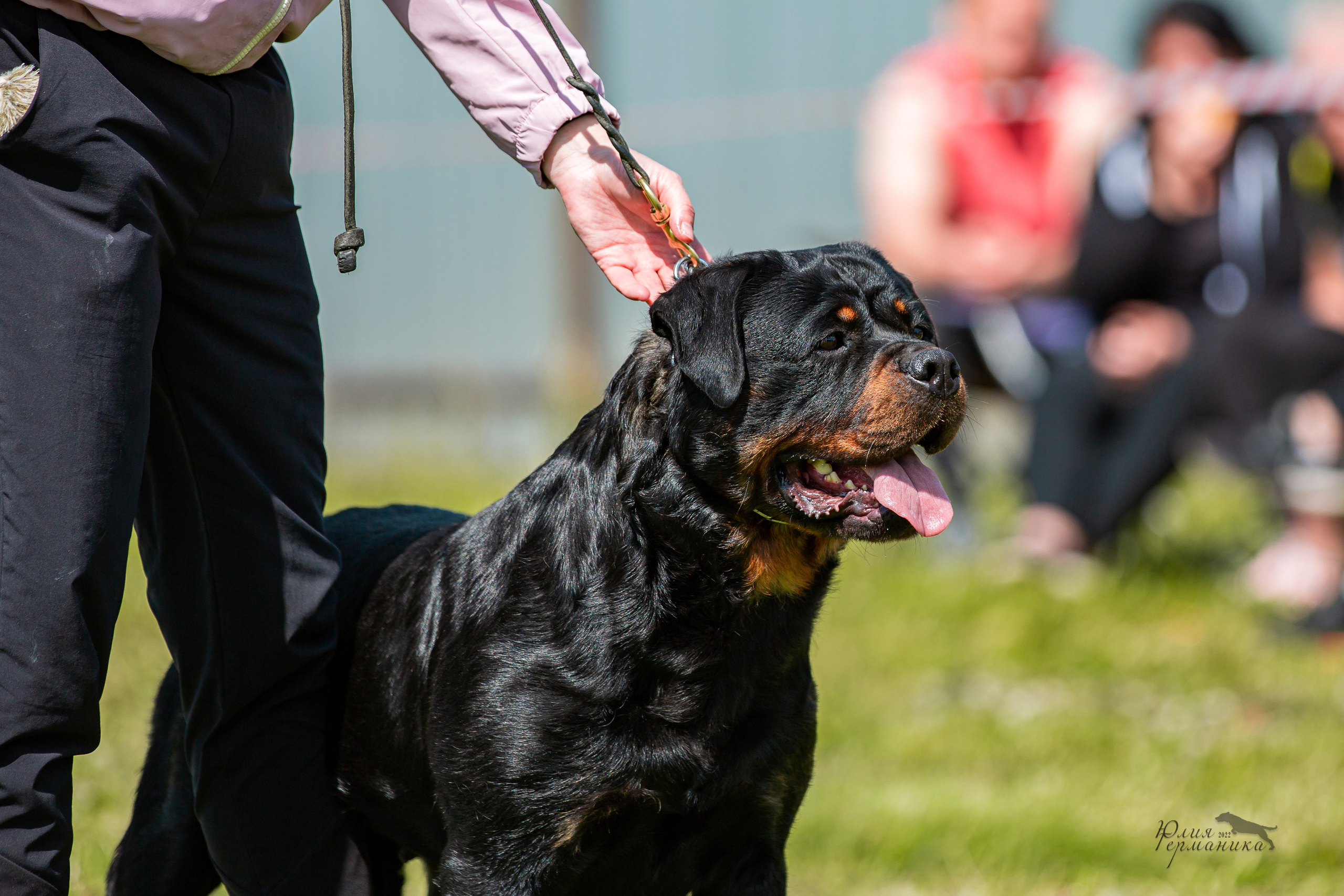 Нижний Новгород моно ротвейлеров 4 июня 2022. Фотограф-анималист Юлия Германика