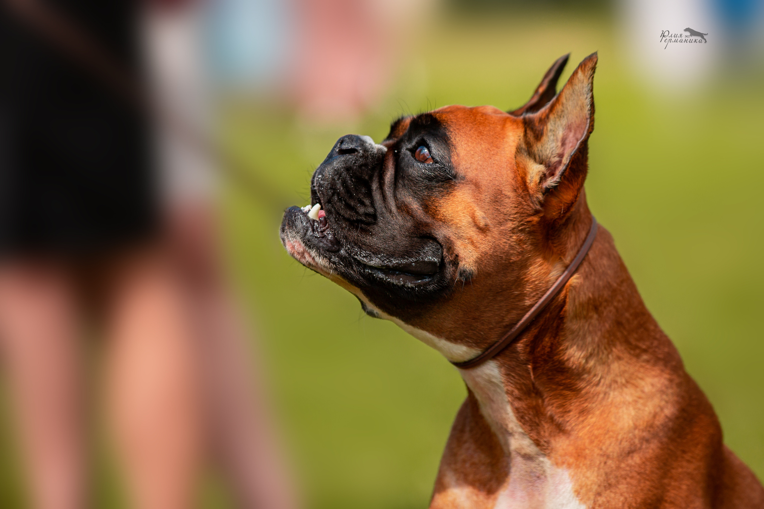 Смоленск 12.06,   Ховрино 13.06,    Питер 18.06 2022. Фотограф-анималист Юлия Германика