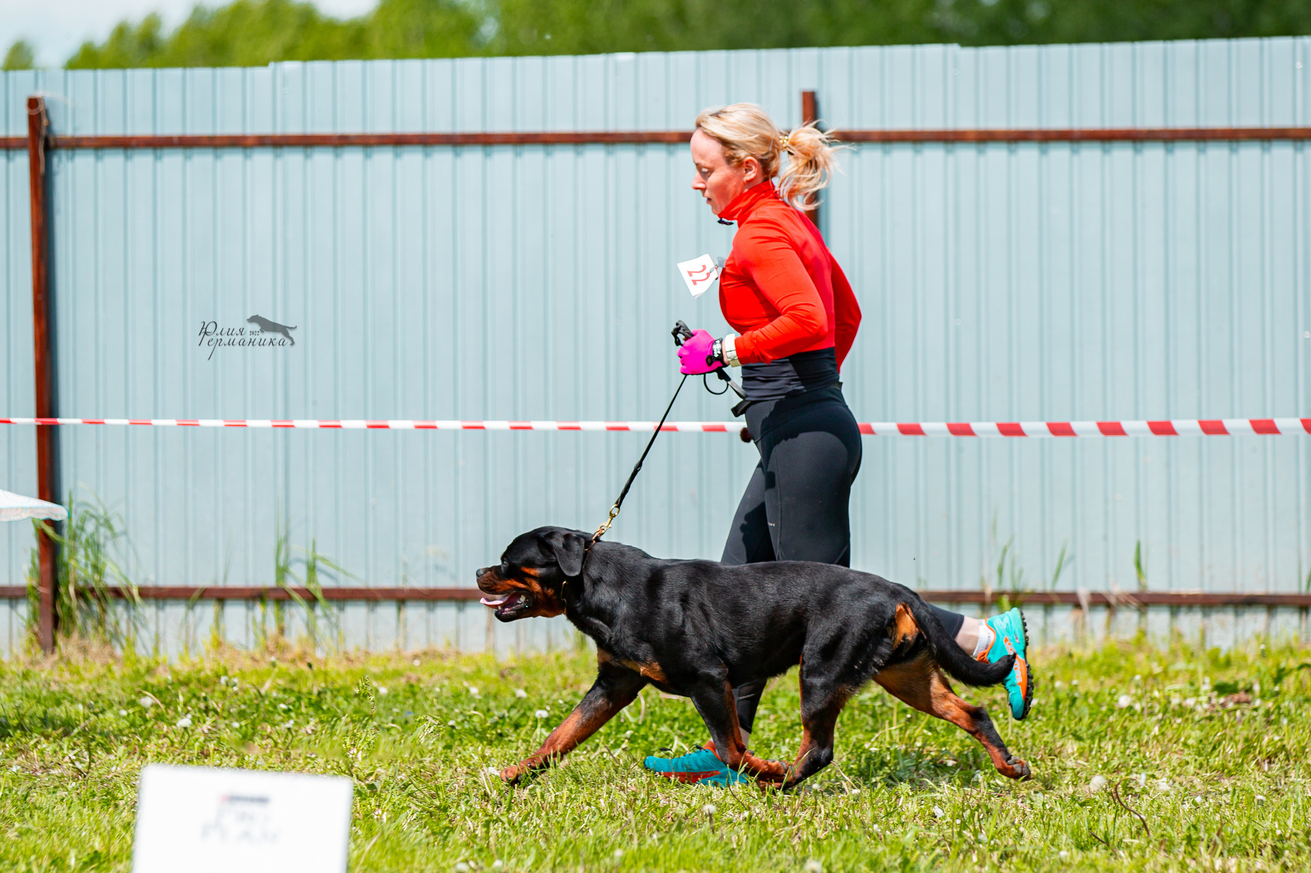 Нижний Новгород моно ротвейлеров 4 июня 2022. Фотограф-анималист Юлия Германика