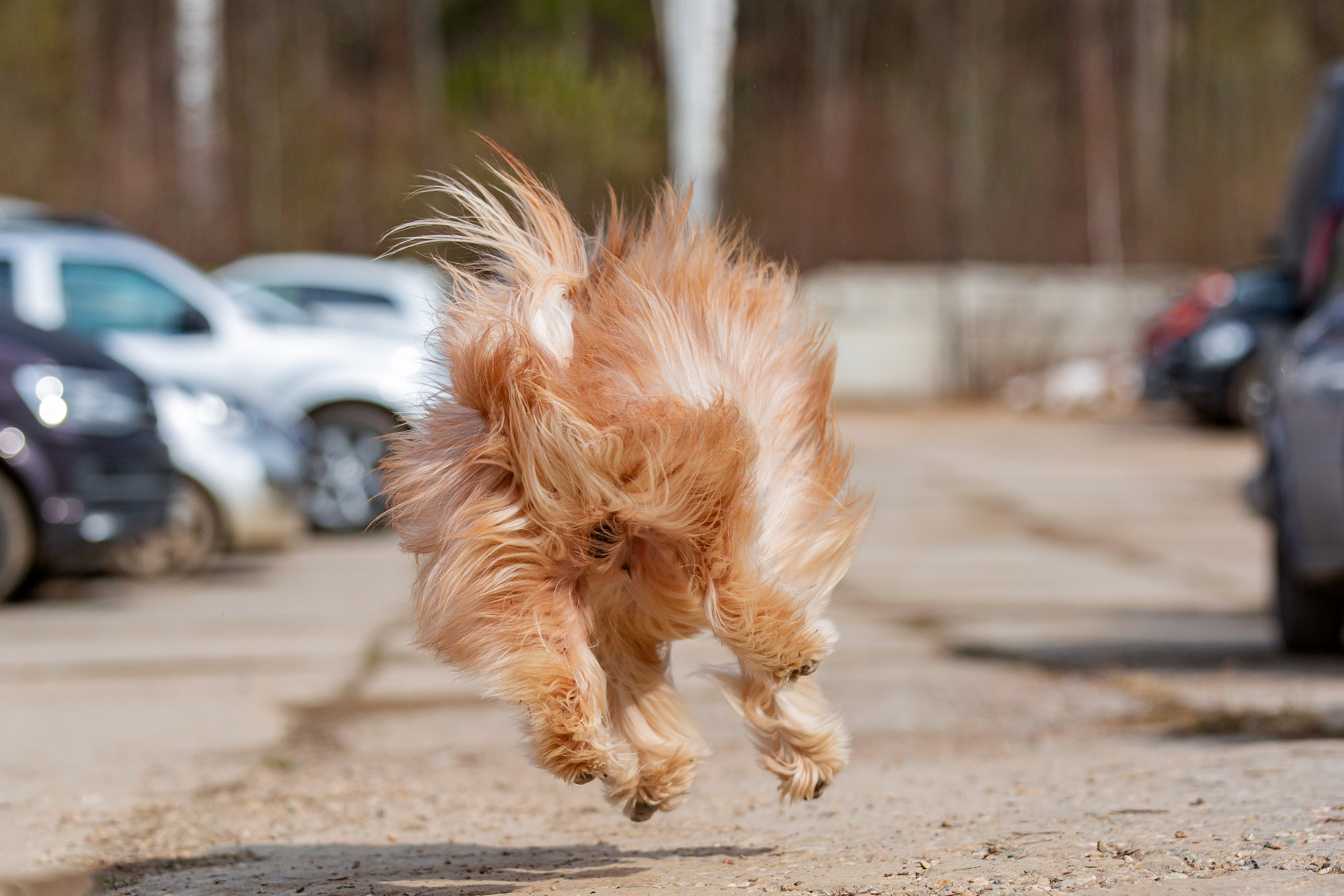 Сергиев Посад 23.04.2022. Фотограф-анималист Юлия Германика