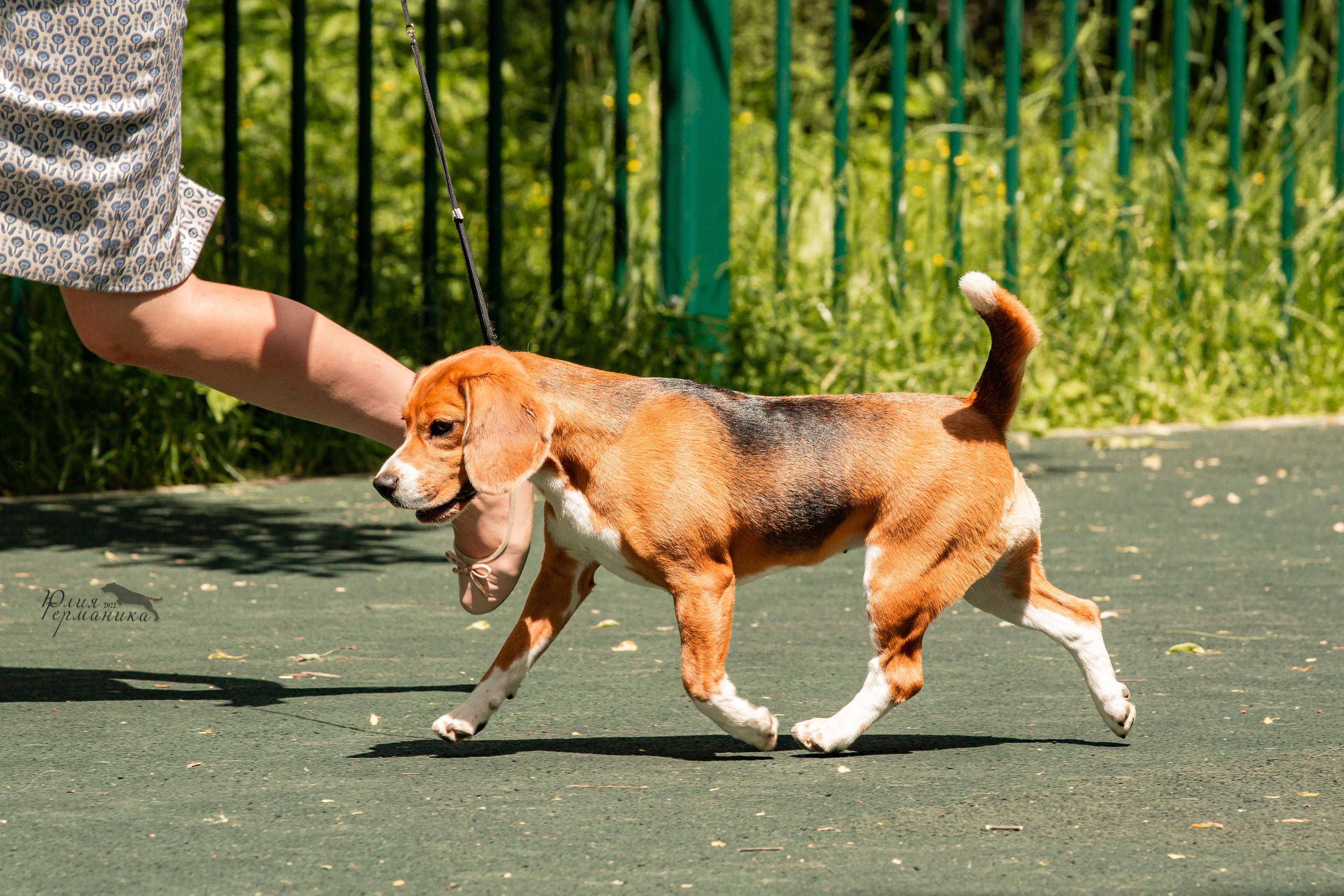 Сергиев Посад 2хСАС 25.06.2022. Фотограф-анималист Юлия Германика