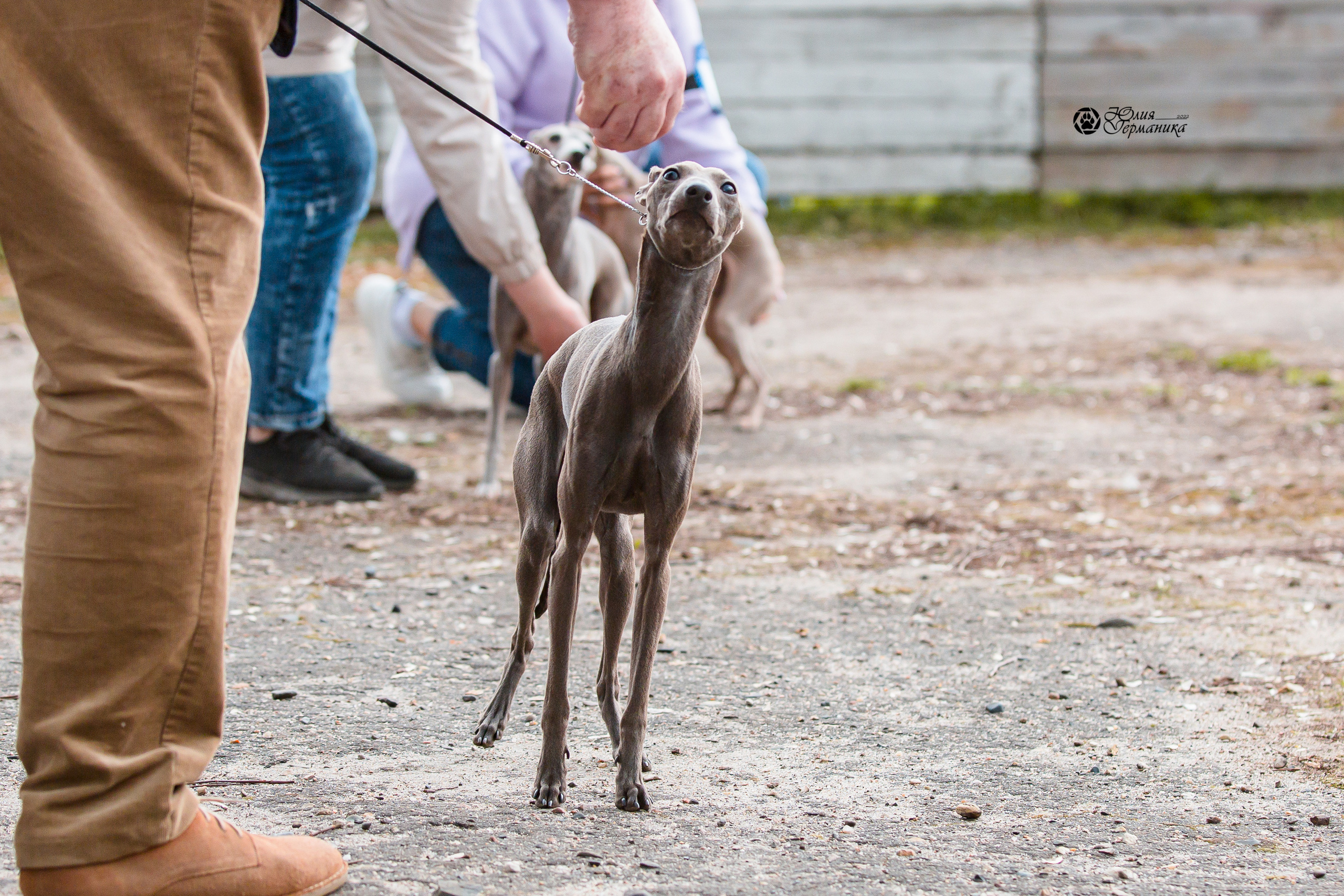 Александров 2хСАС 8 мая 2022. Фотограф-анималист Юлия Германика