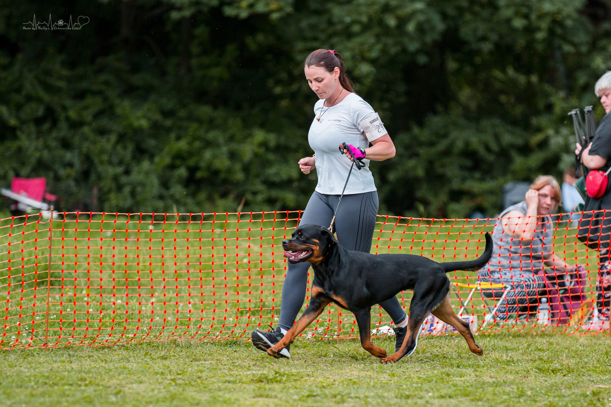 Санкт-Петербург моно ротвейлеров 23.07.2022. Фотограф-анималист Юлия Германика