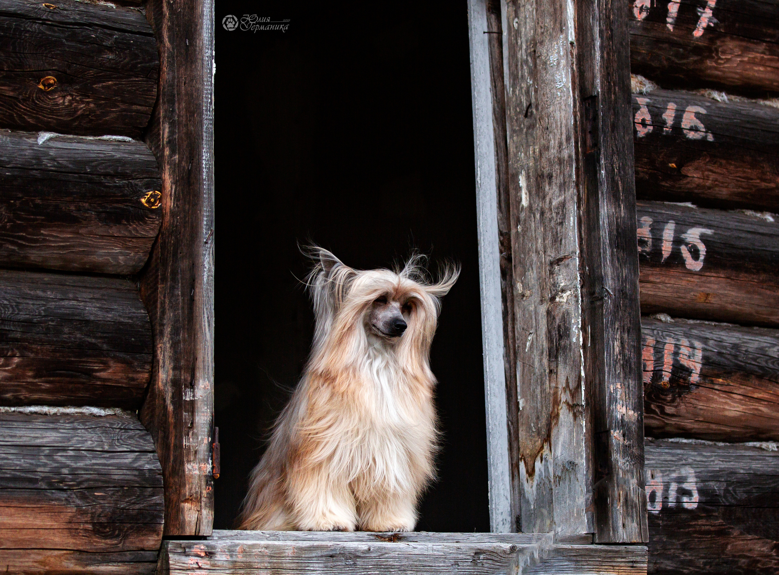 Сергиев Посад 23.04.2022. Фотограф-анималист Юлия Германика