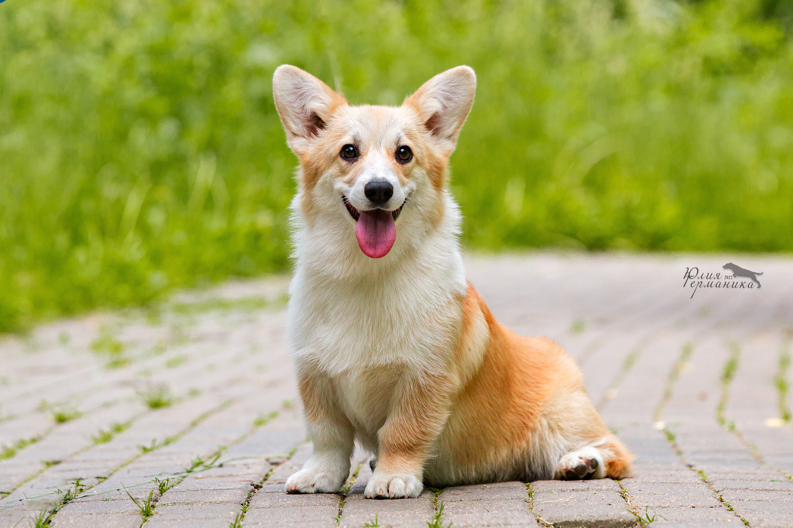 Сергиев Посад 2хСАС 25.06.2022. Фотограф-анималист Юлия Германика