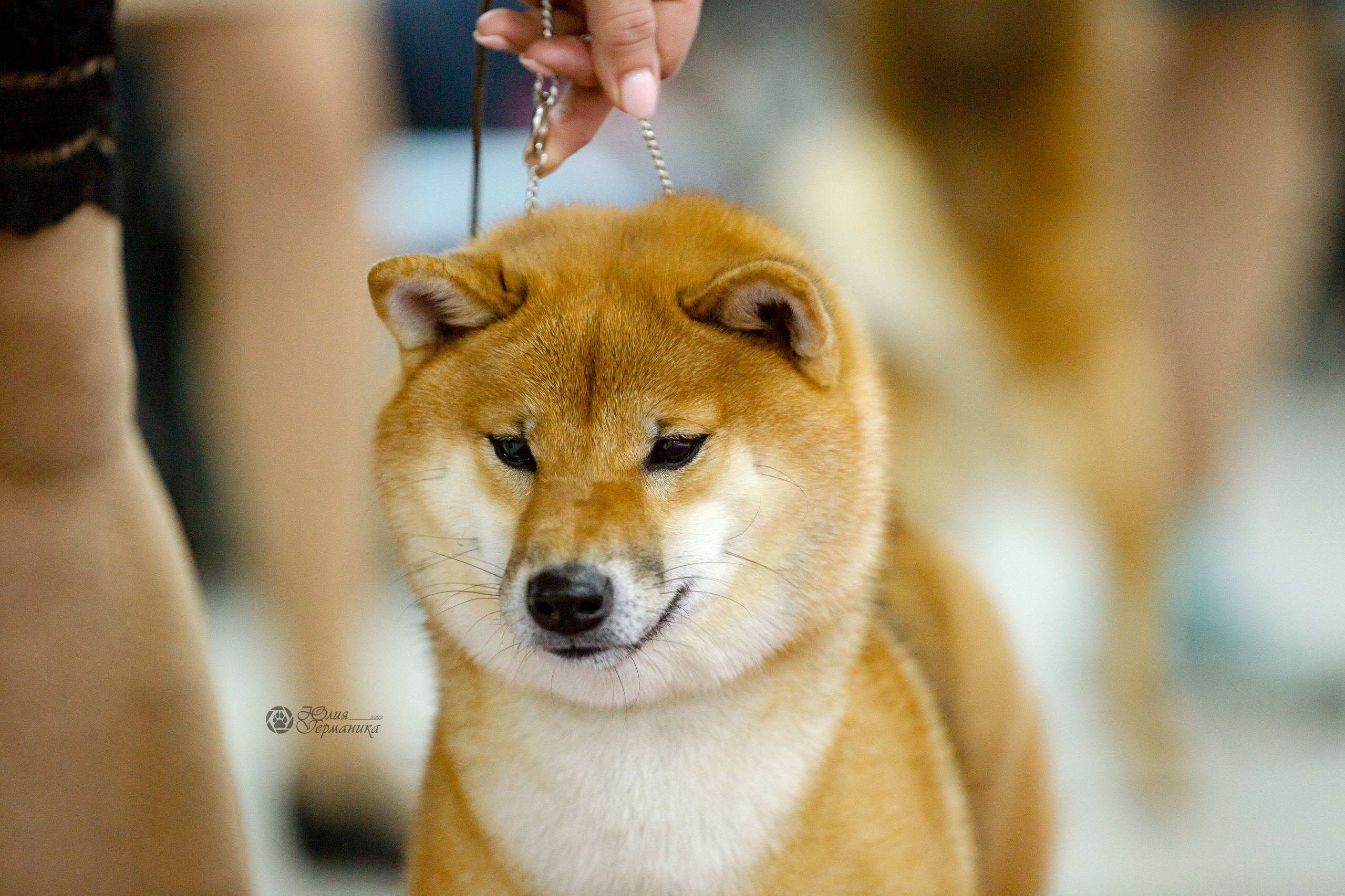 Чайна-Таун 16-17 апреля 2022. Фотограф-анималист Юлия Германика