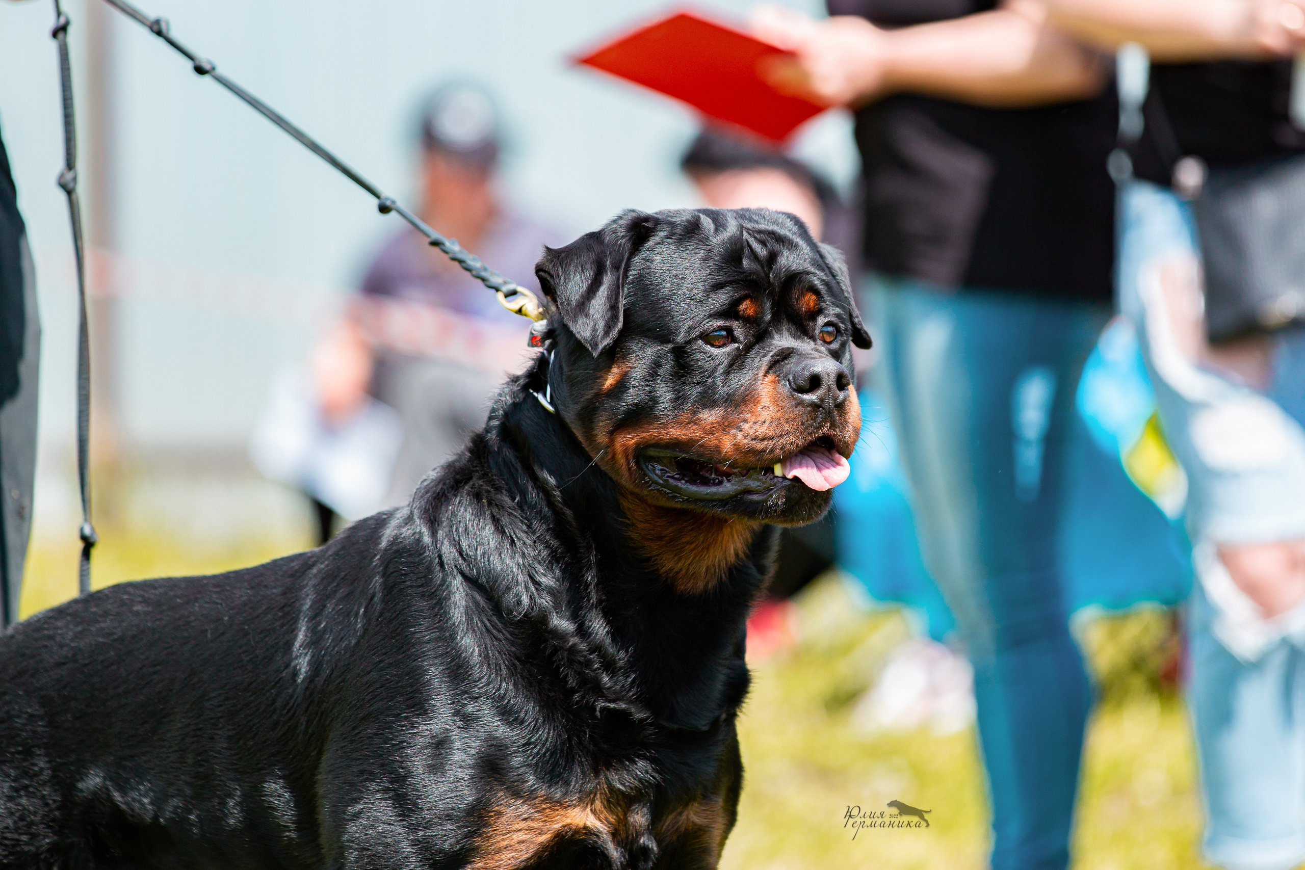 Нижний Новгород моно ротвейлеров 4 июня 2022. Фотограф-анималист Юлия Германика