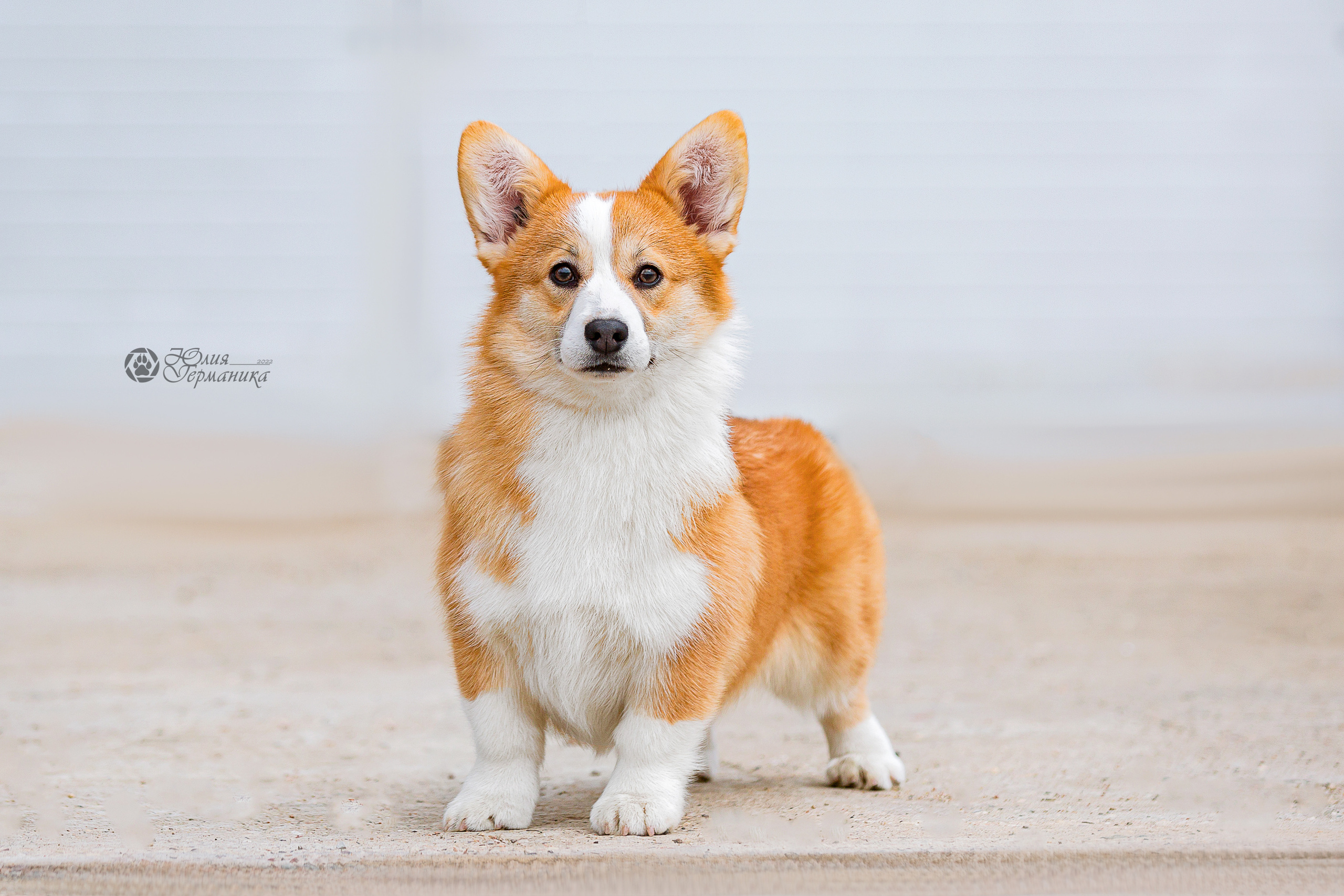 Сергиев Посад 23.04.2022. Фотограф-анималист Юлия Германика