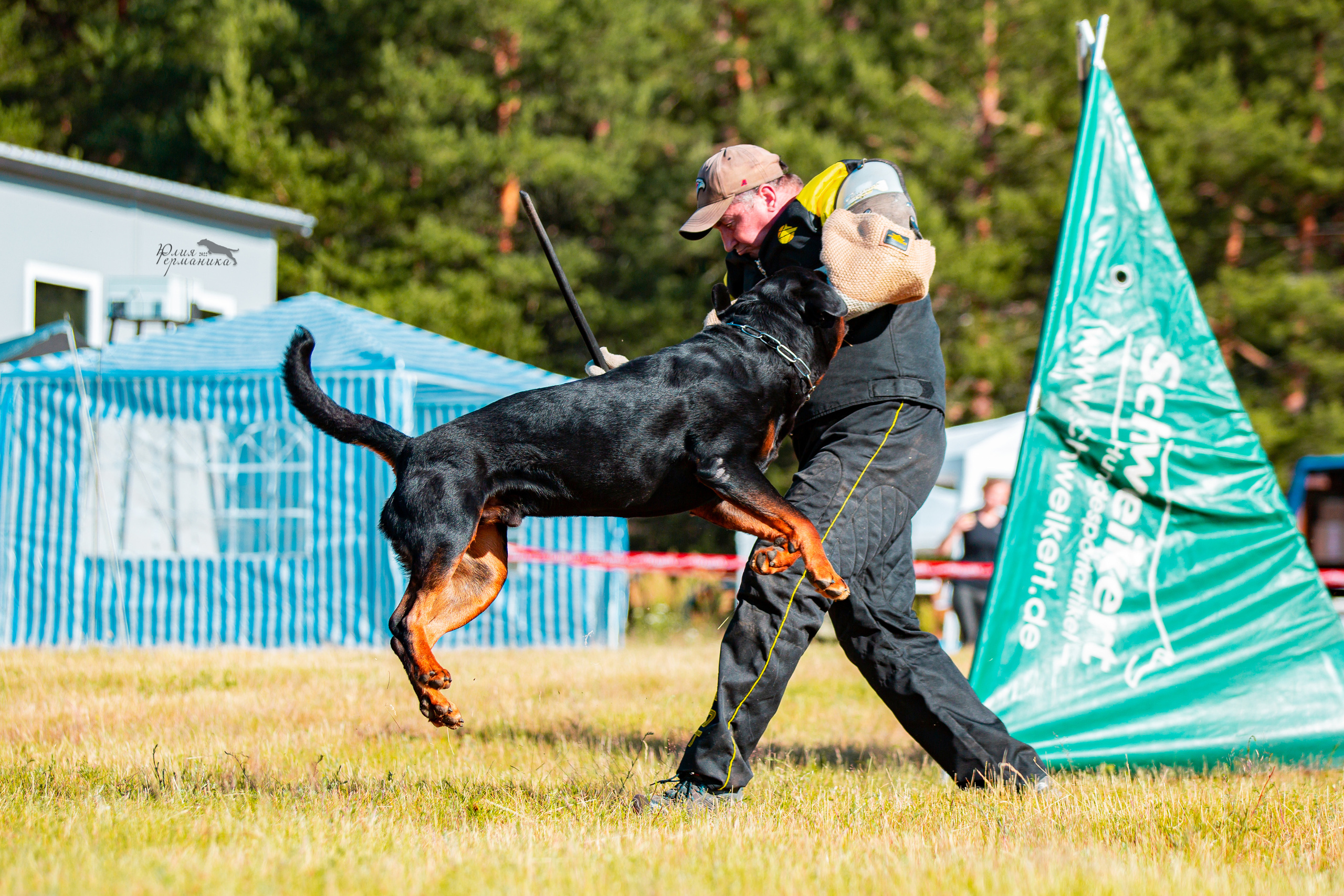 Тверь моно ротвейлеров 2-3.07.2022. Фотограф-анималист Юлия Германика