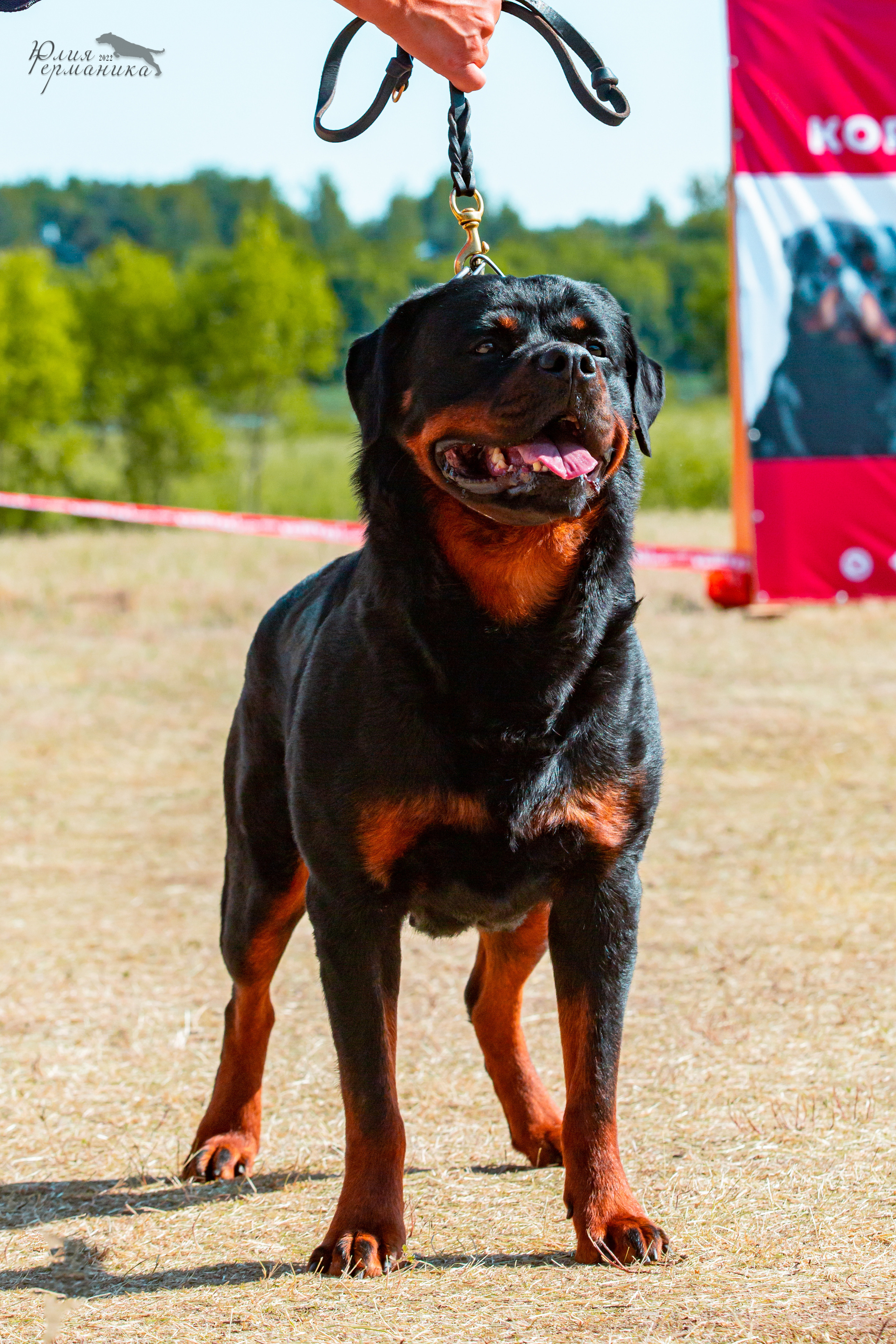Тверь моно ротвейлеров 2-3.07.2022. Фотограф-анималист Юлия Германика