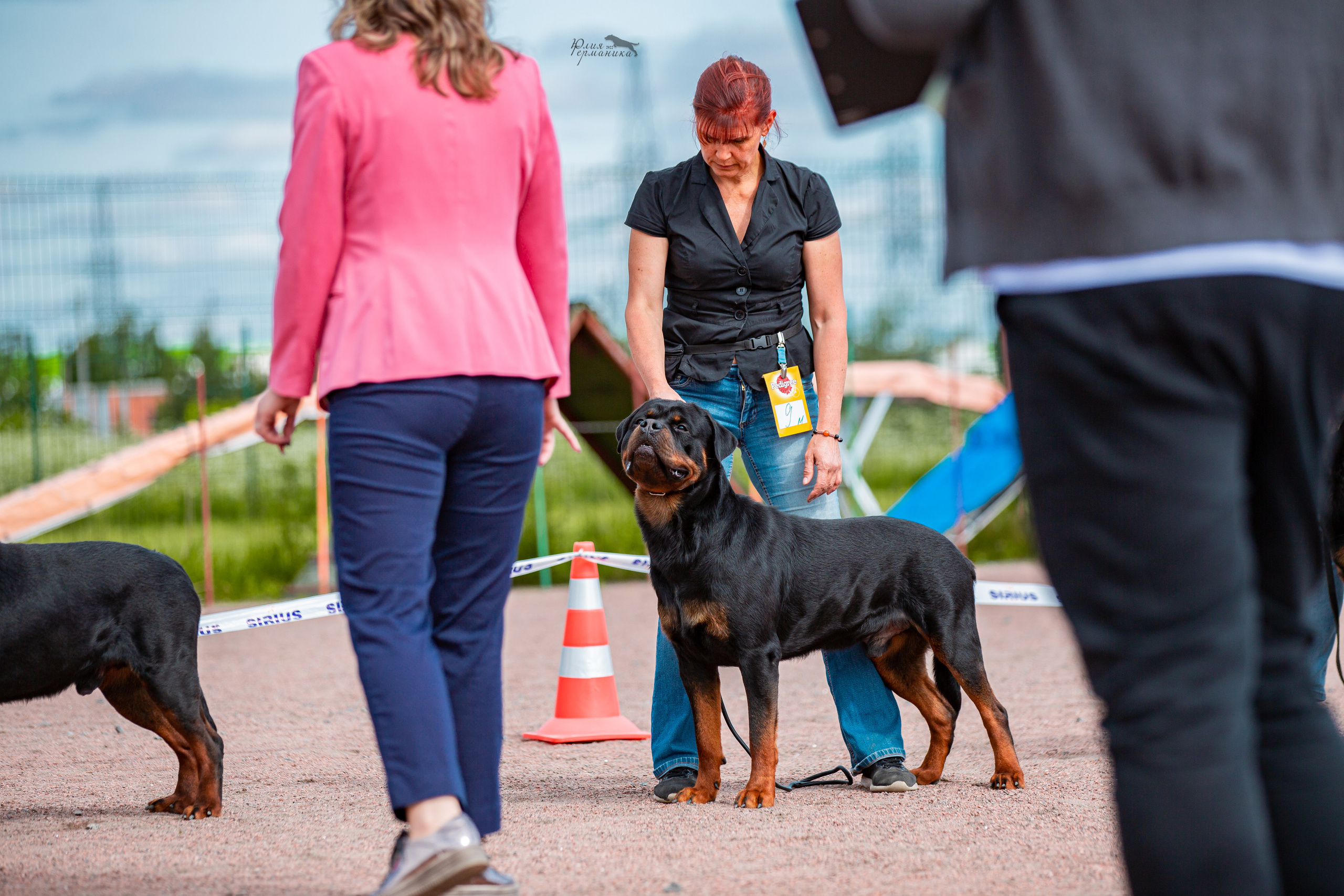 Смоленск 12.06,   Ховрино 13.06,    Питер 18.06 2022. Фотограф-анималист Юлия Германика