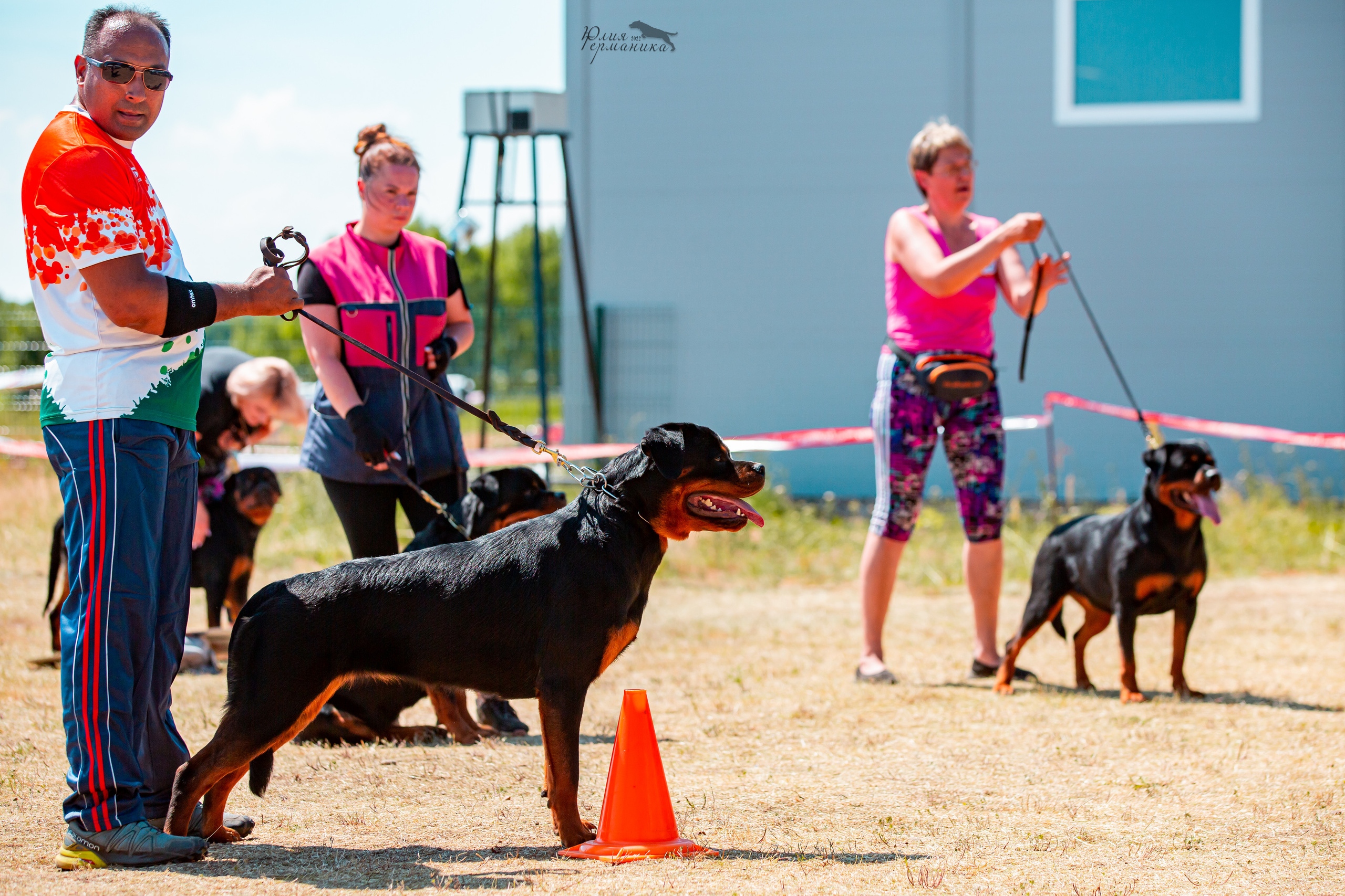 Тверь моно ротвейлеров 2-3.07.2022. Фотограф-анималист Юлия Германика