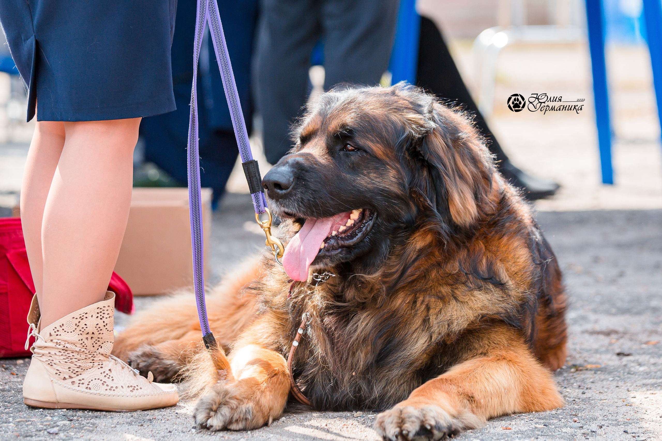 Александров 2хСАС 8 мая 2022. Фотограф-анималист Юлия Германика