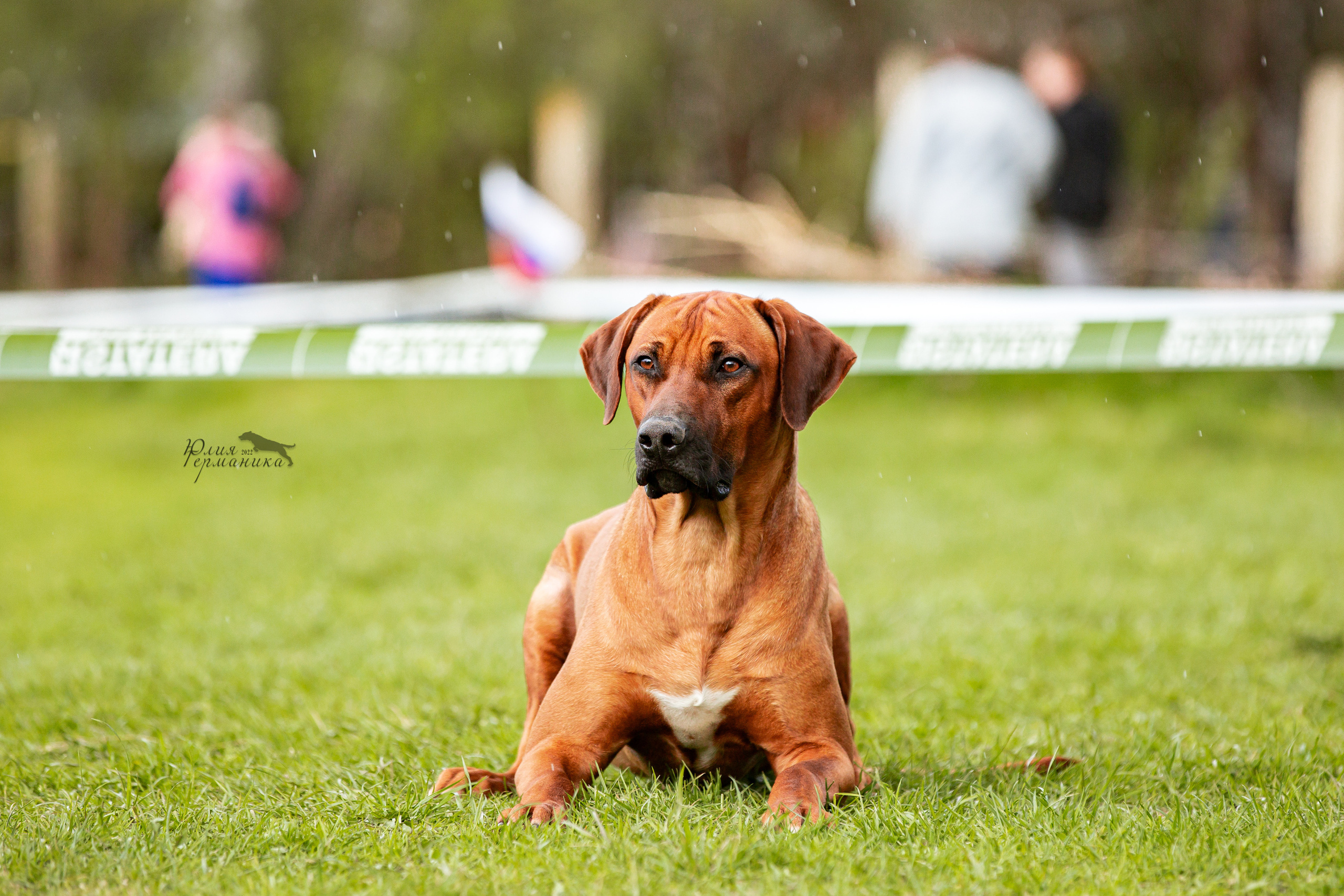 Пушкино 2хЧРКФ 14 мая 2022. Фотограф-анималист Юлия Германика